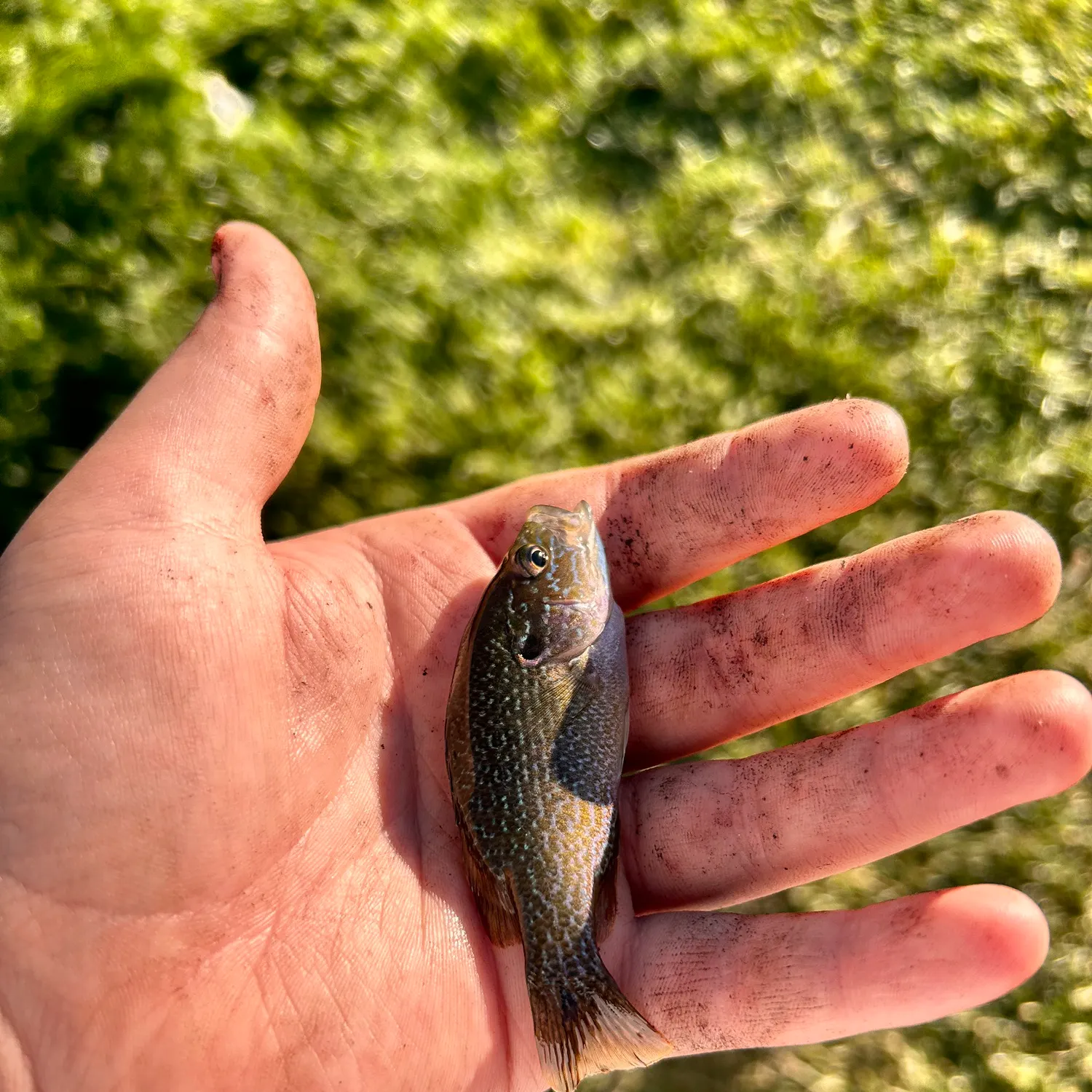Green sunfish caught on Fishbrain