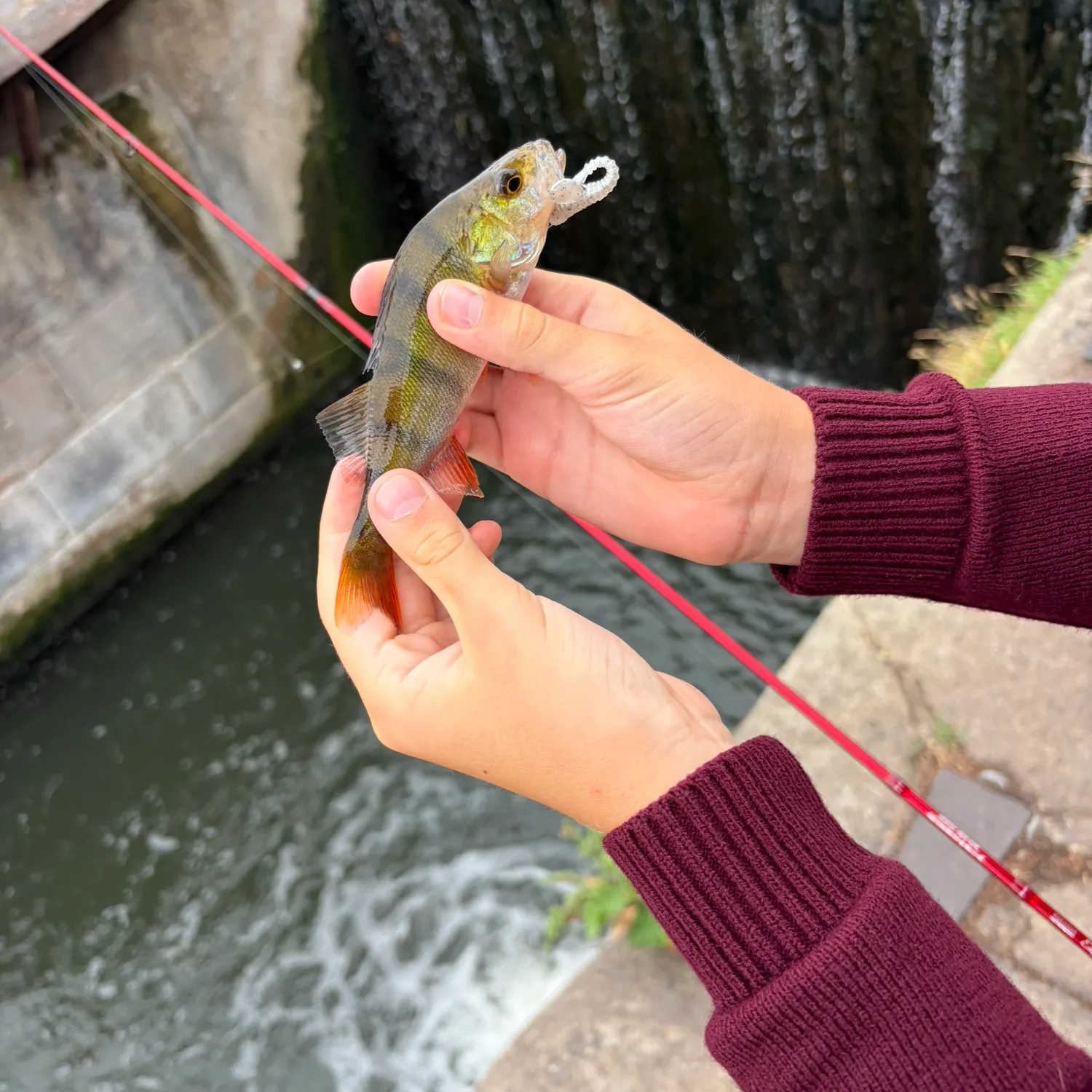 European perch caught on Fishbrain