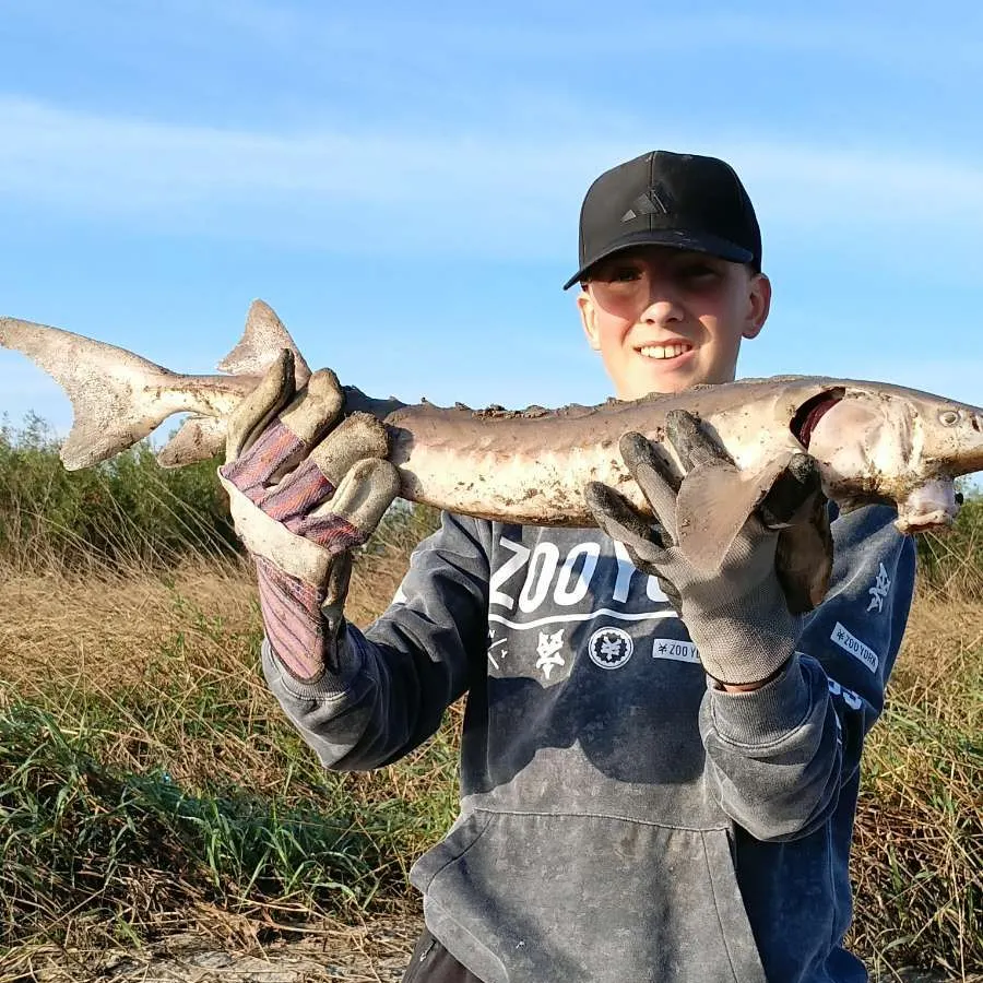 The most recent Lake sturgeon catches on Fishbrain