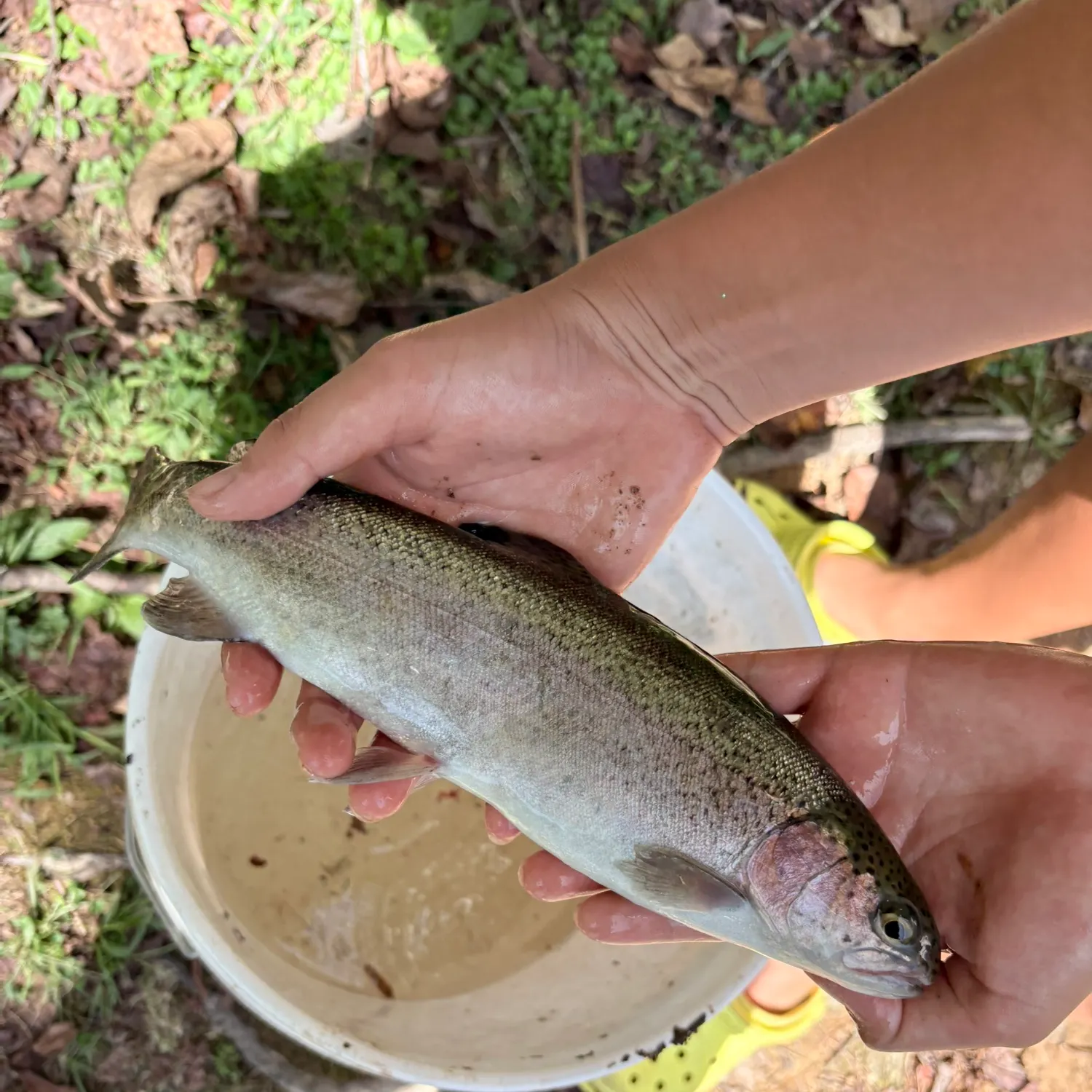 Rainbow trout caught on Fishbrain