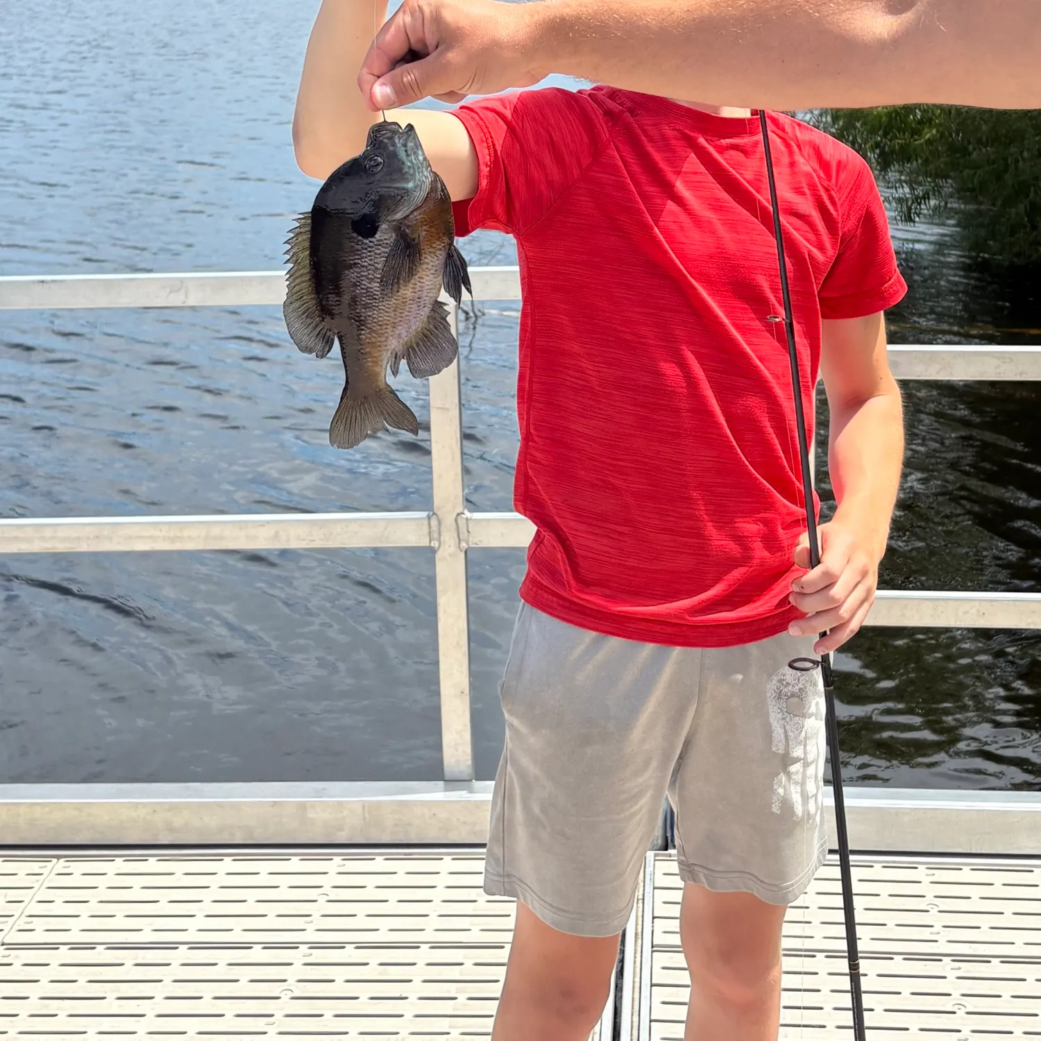 Bluegill caught on Fishbrain