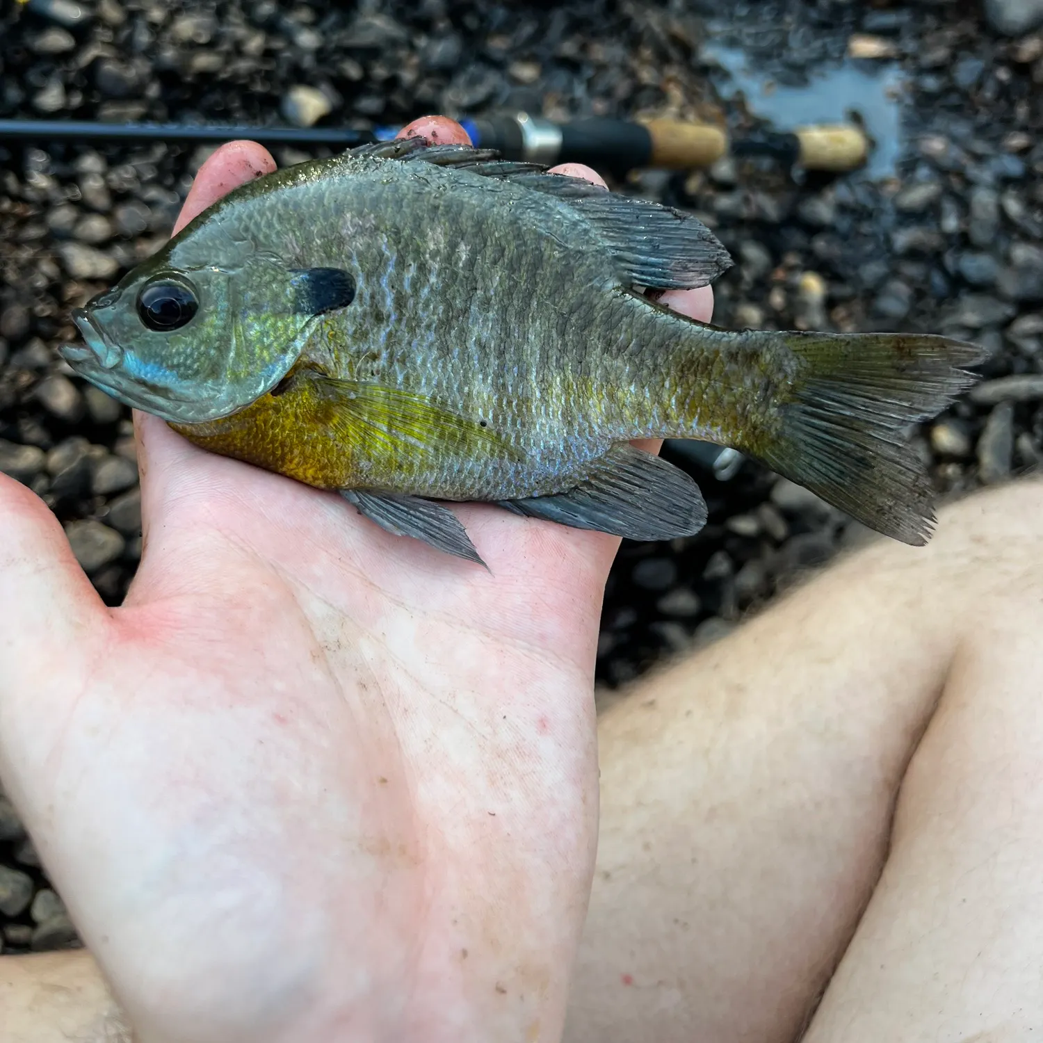Bluegill caught on Fishbrain