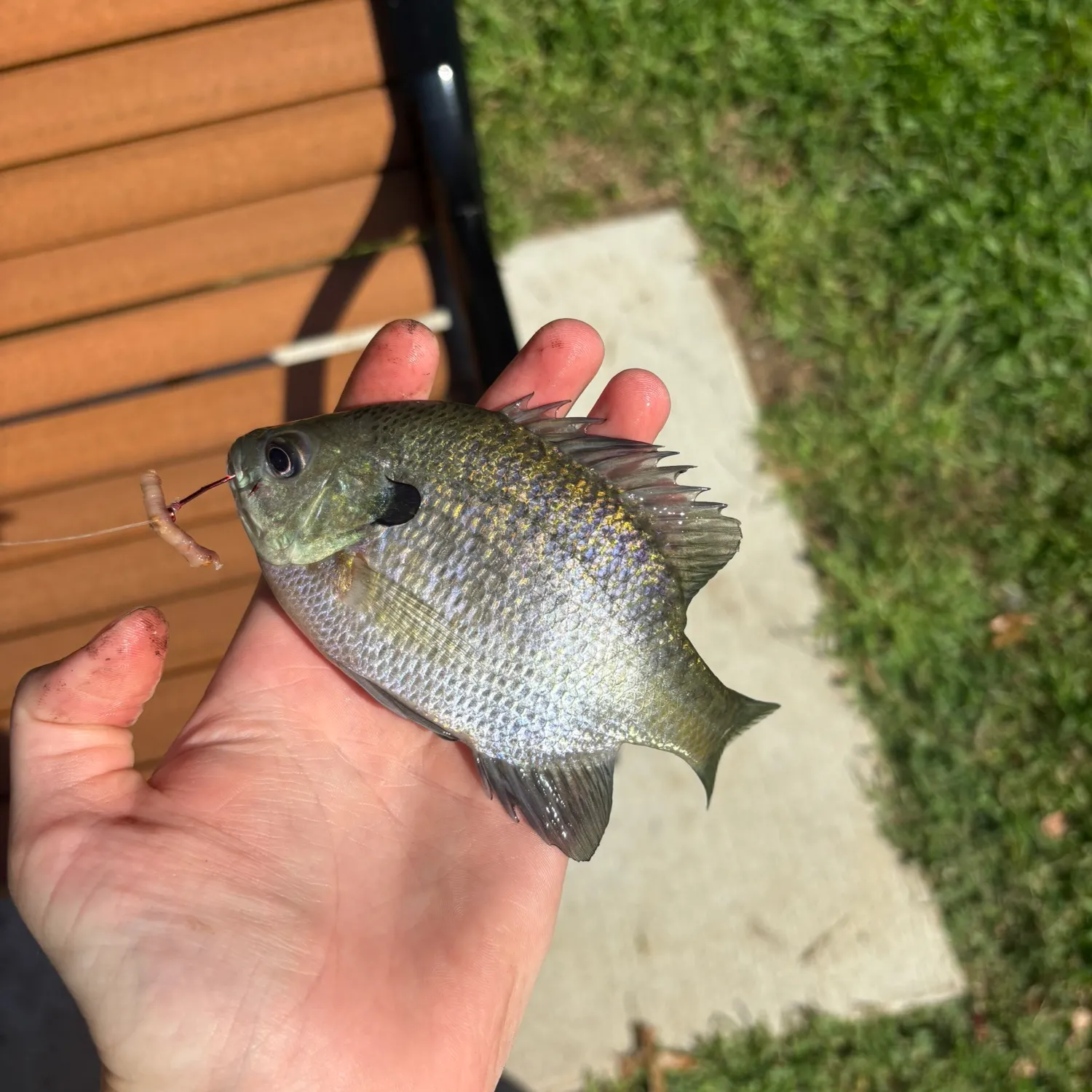Bluegill caught on Fishbrain