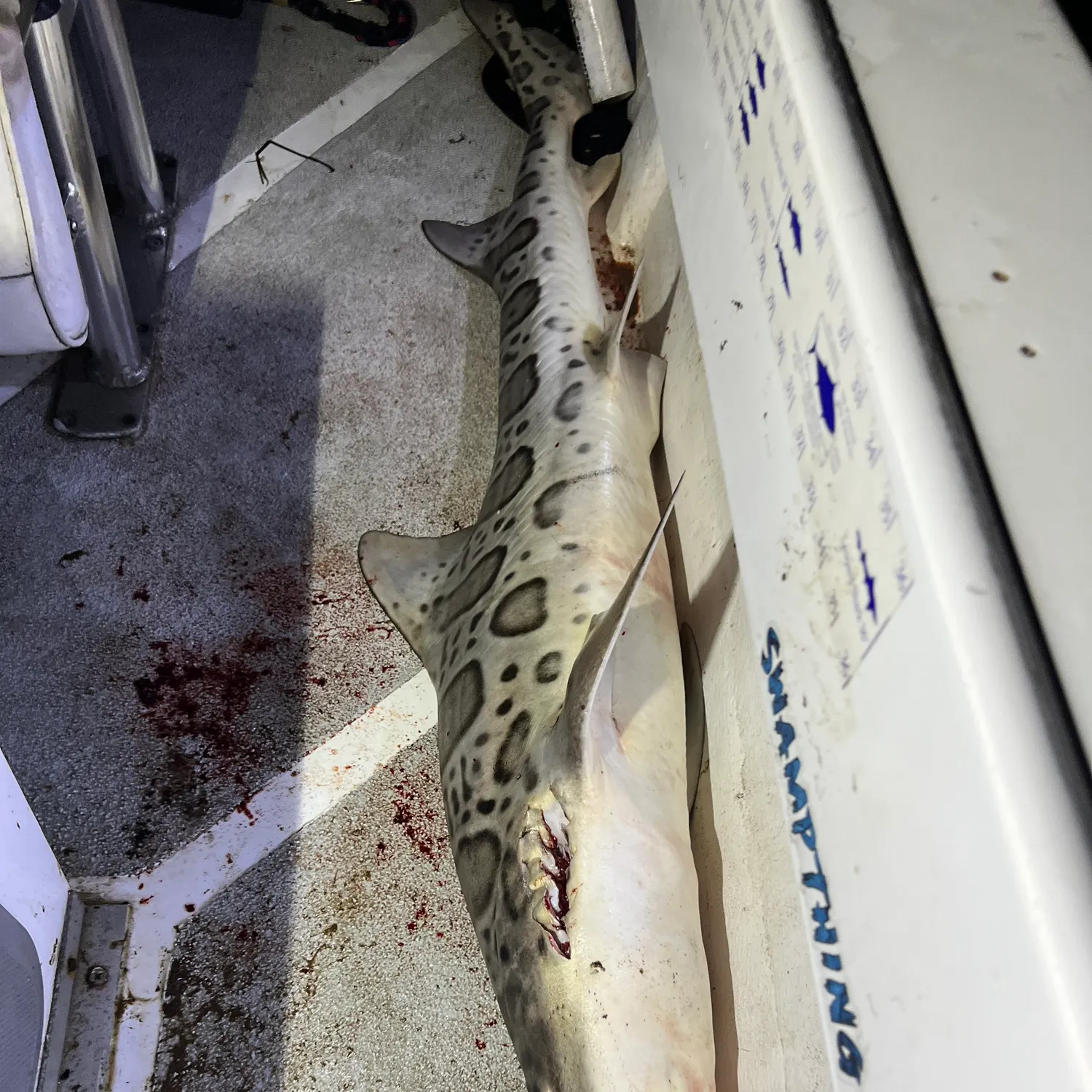 Leopard shark caught on Fishbrain