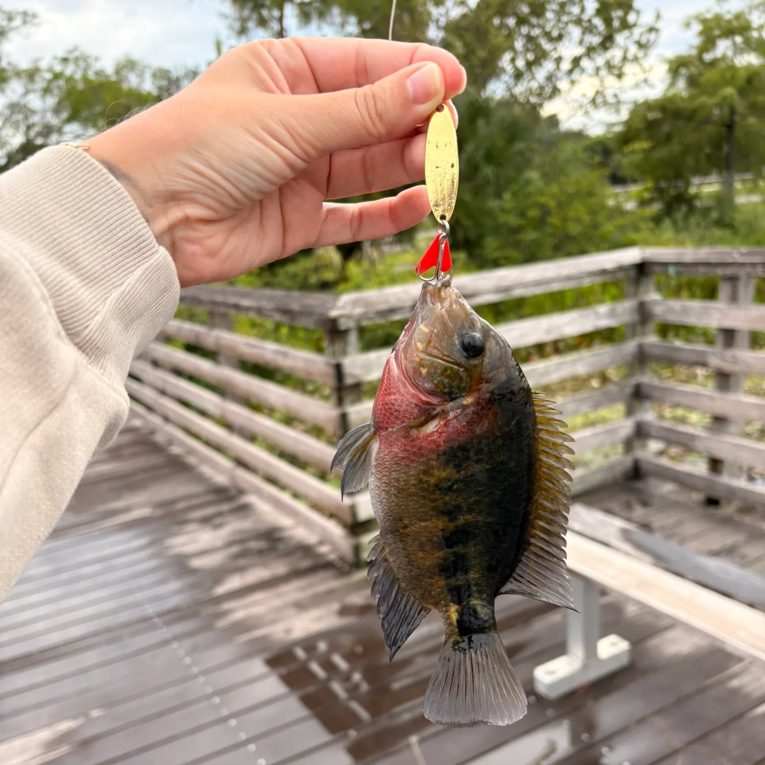 Butterfly peacock bass caught on Fishbrain