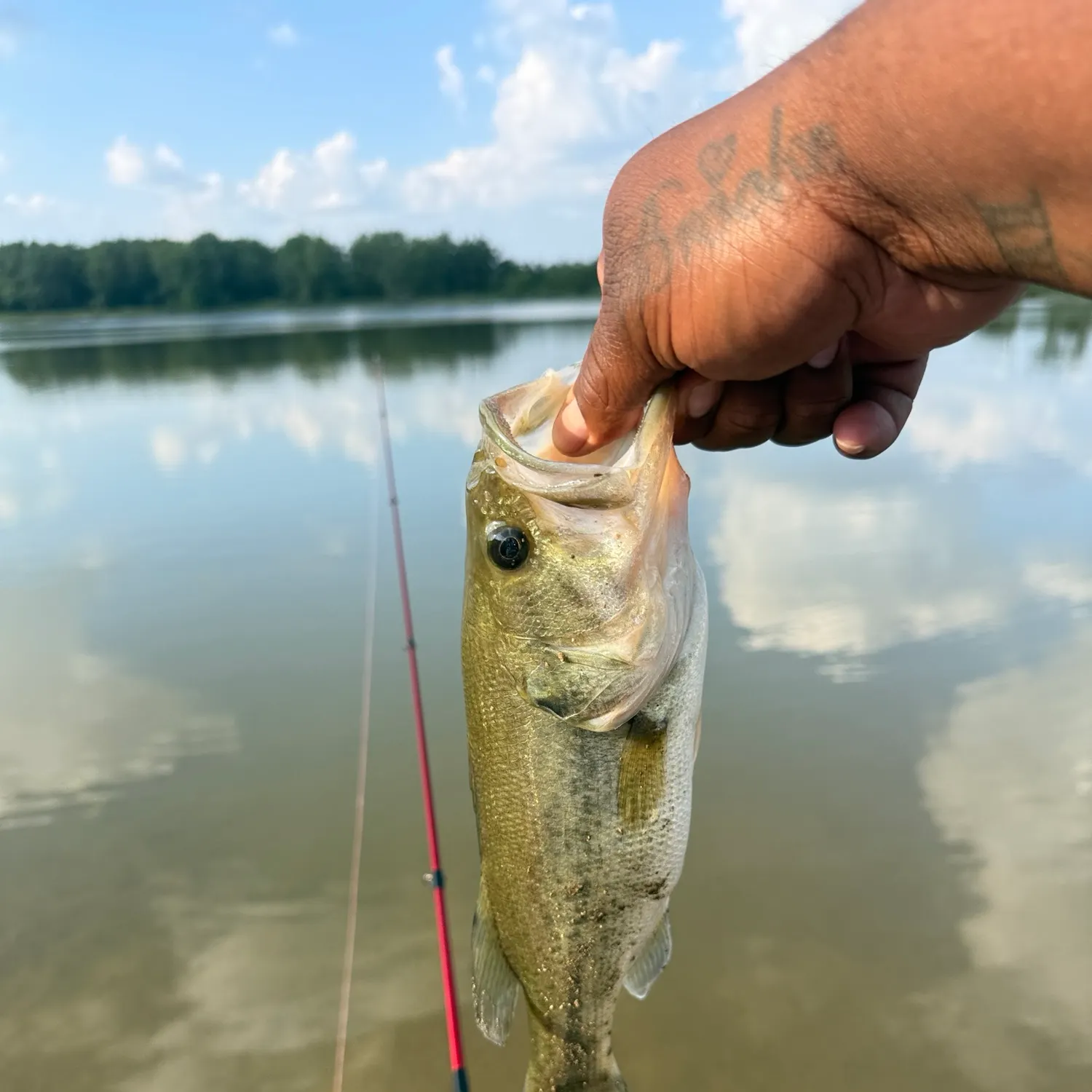 Largemouth bass caught on Fishbrain