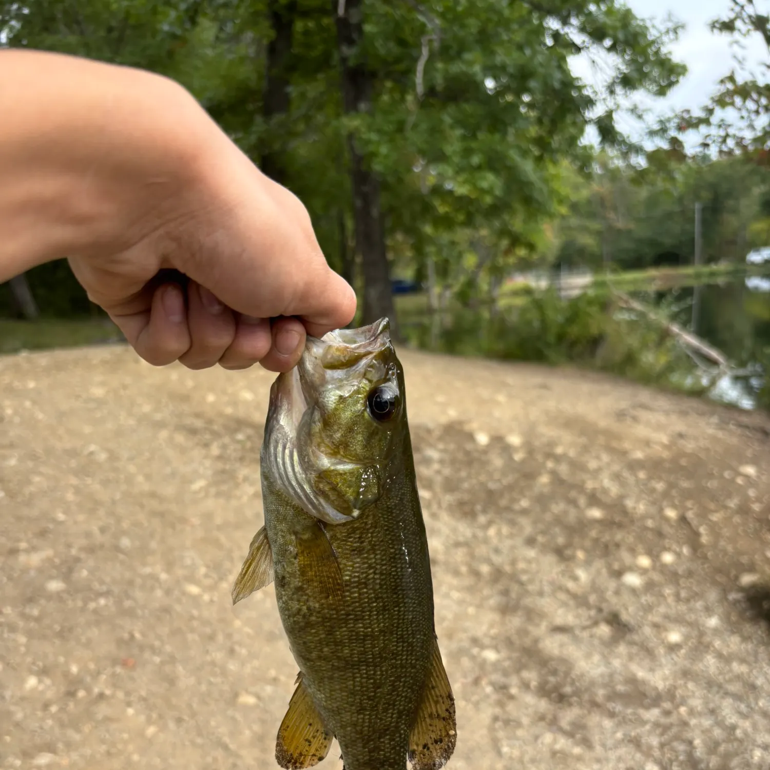 Smallmouth bass caught on Fishbrain