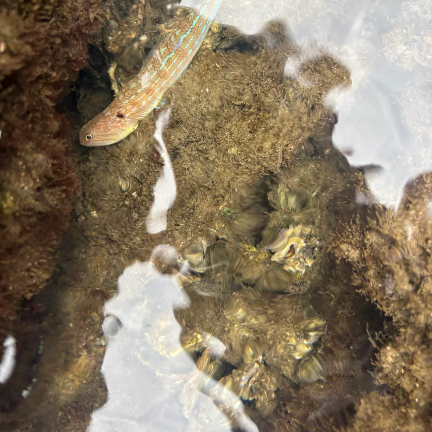 The most recent Snakefish catches on Fishbrain