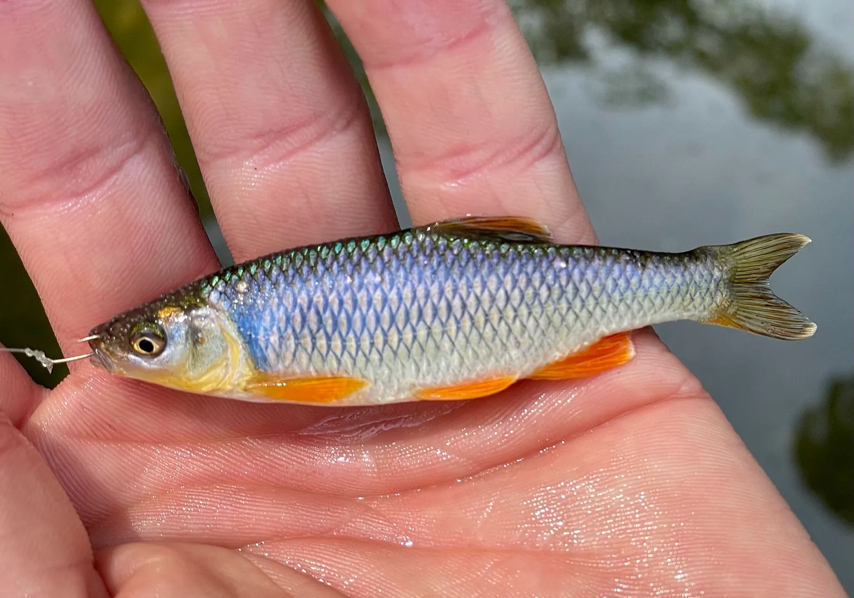 Spotfin shiner