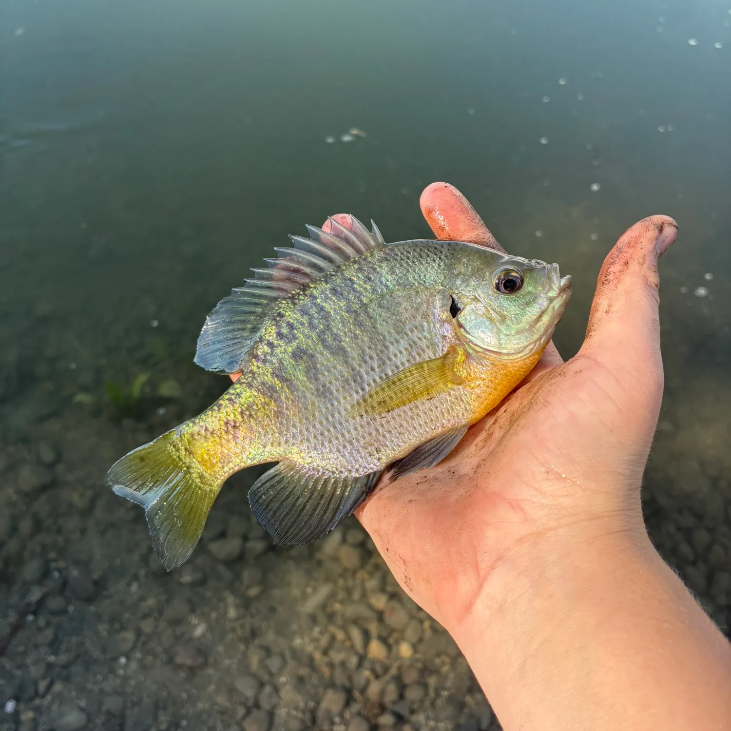 Bluegill caught on Fishbrain