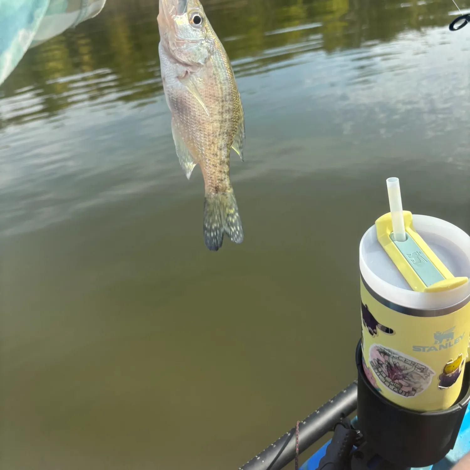 White crappie caught on Fishbrain