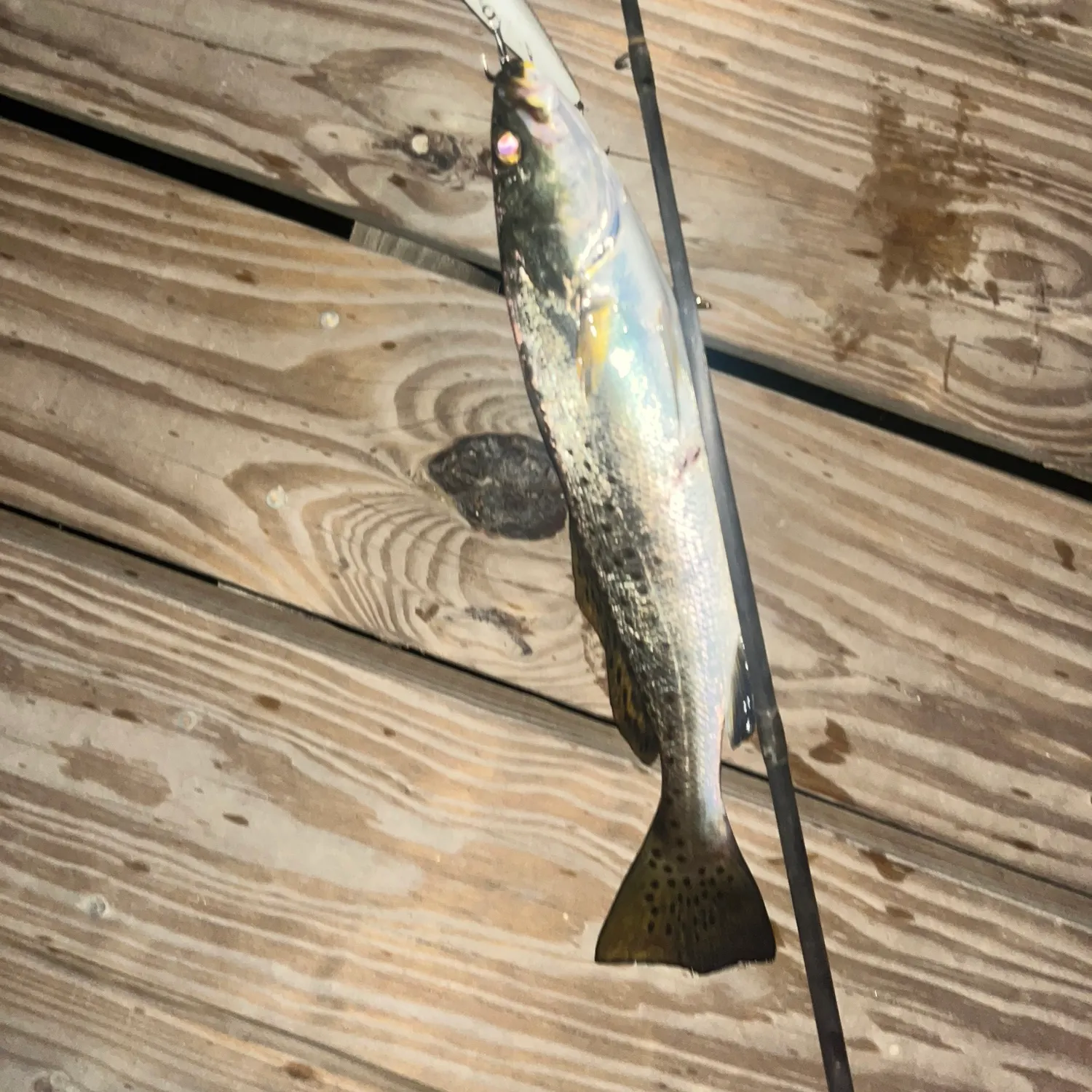 Spotted seatrout caught on Fishbrain