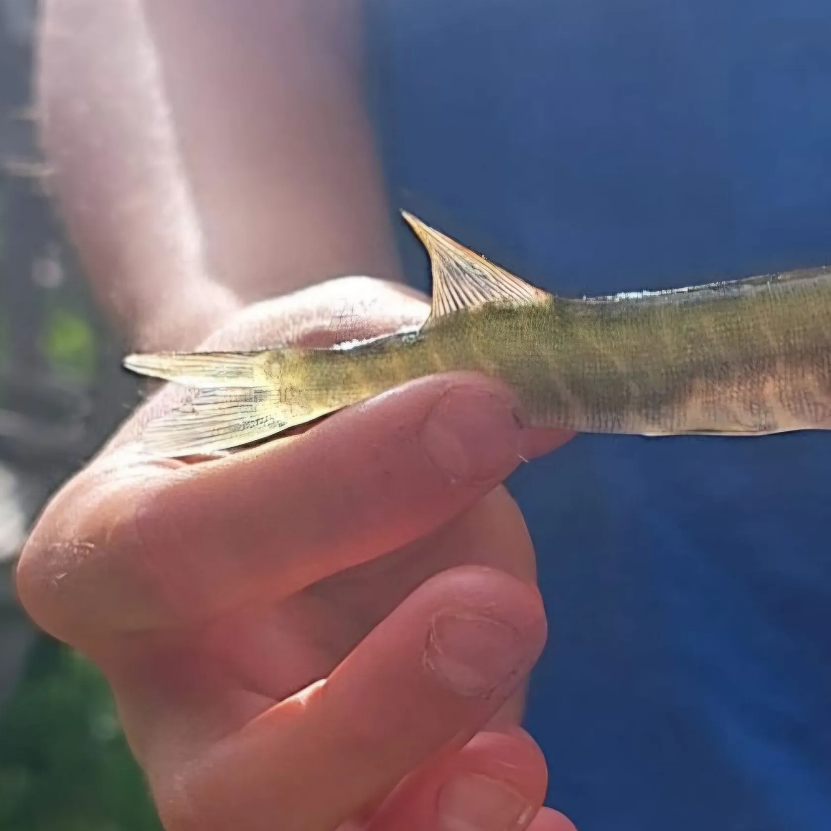 Northern pike caught on Fishbrain