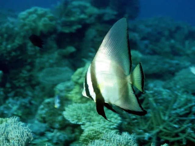 Dusky batfish