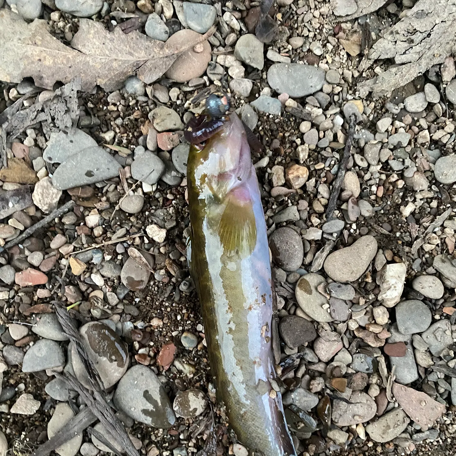 The most recent River blackfish catches on Fishbrain