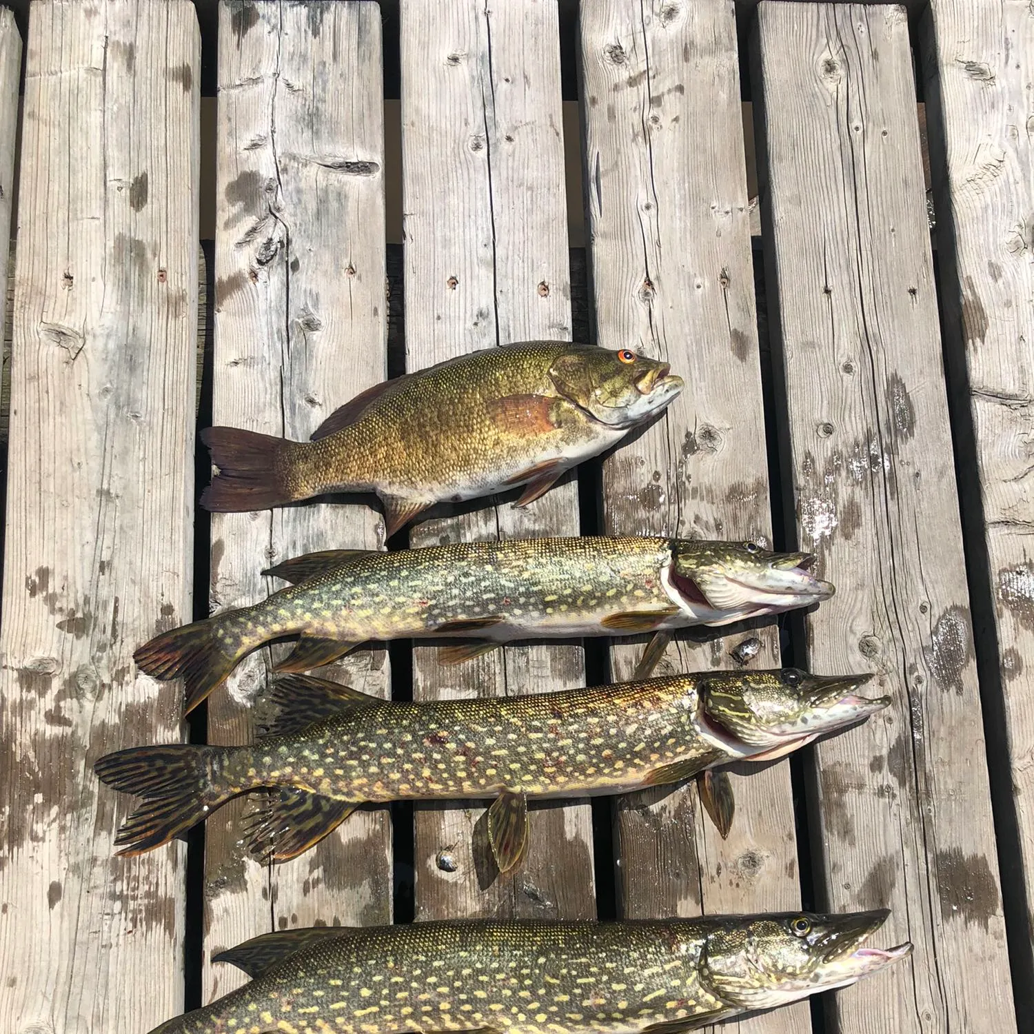 recently logged catches