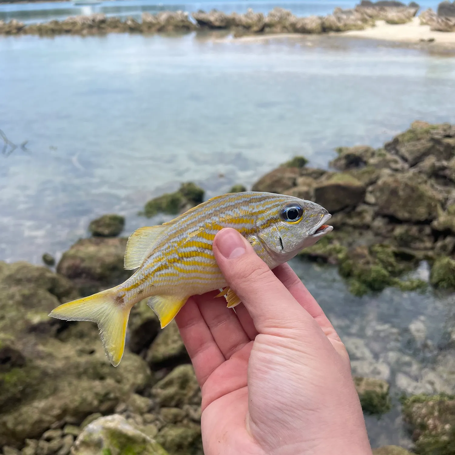 The most recent French grunt catches on Fishbrain