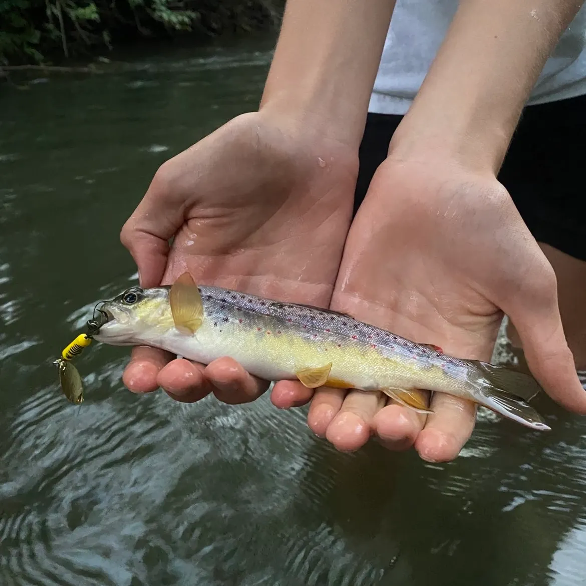 Brown trout caught on Fishbrain