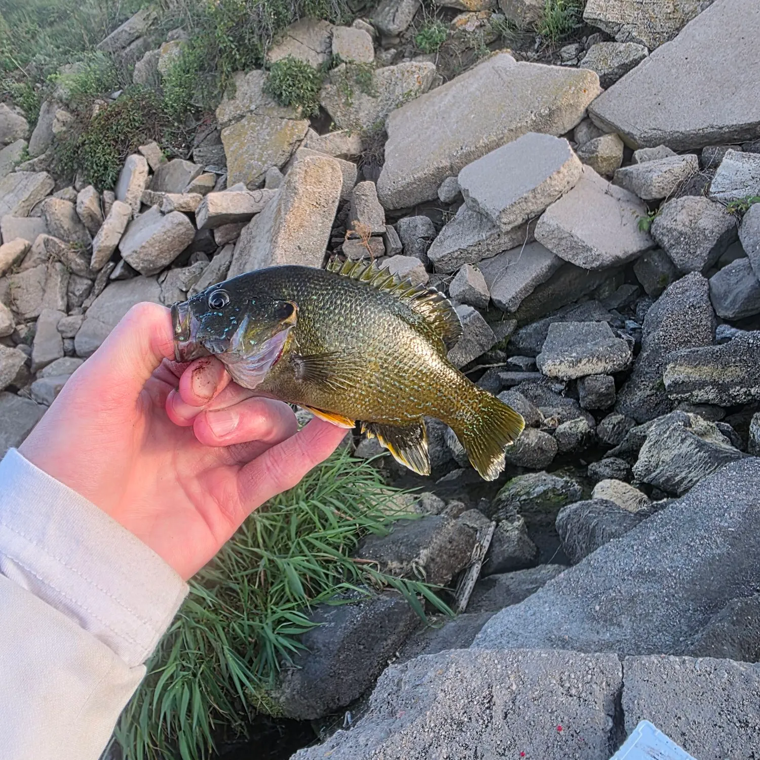 catch