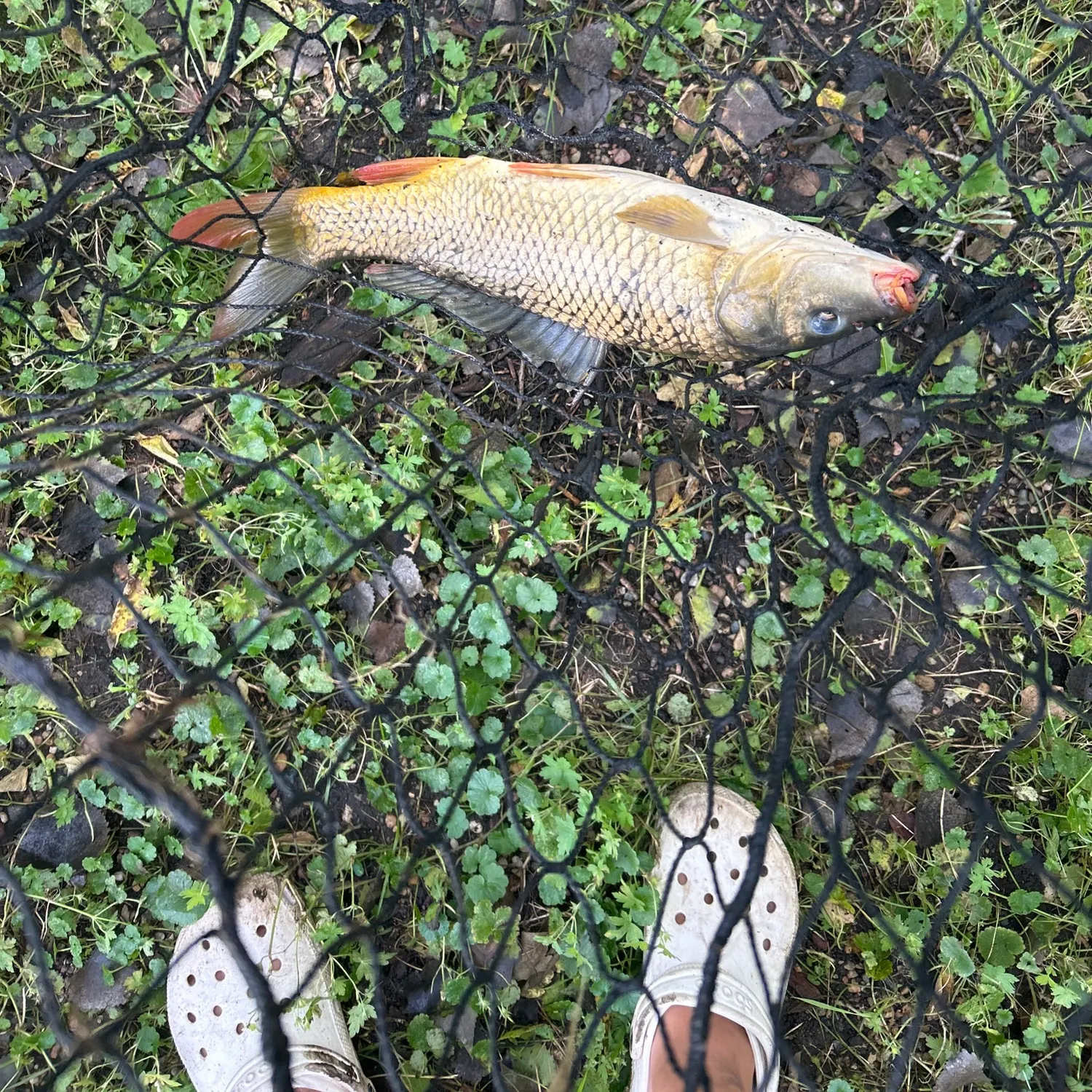 Fish caught on Fishbrain