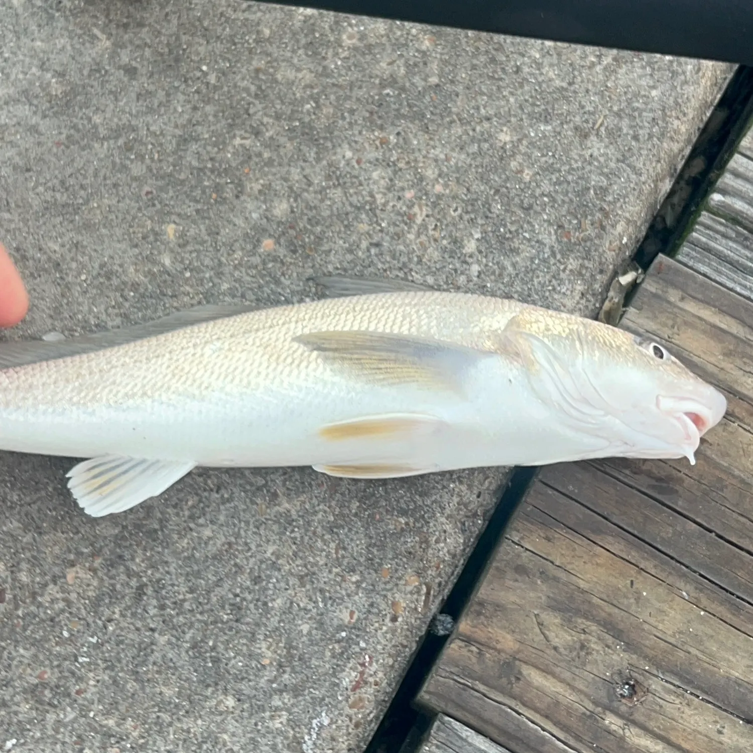 The most recent Gulf kingcroaker catches on Fishbrain