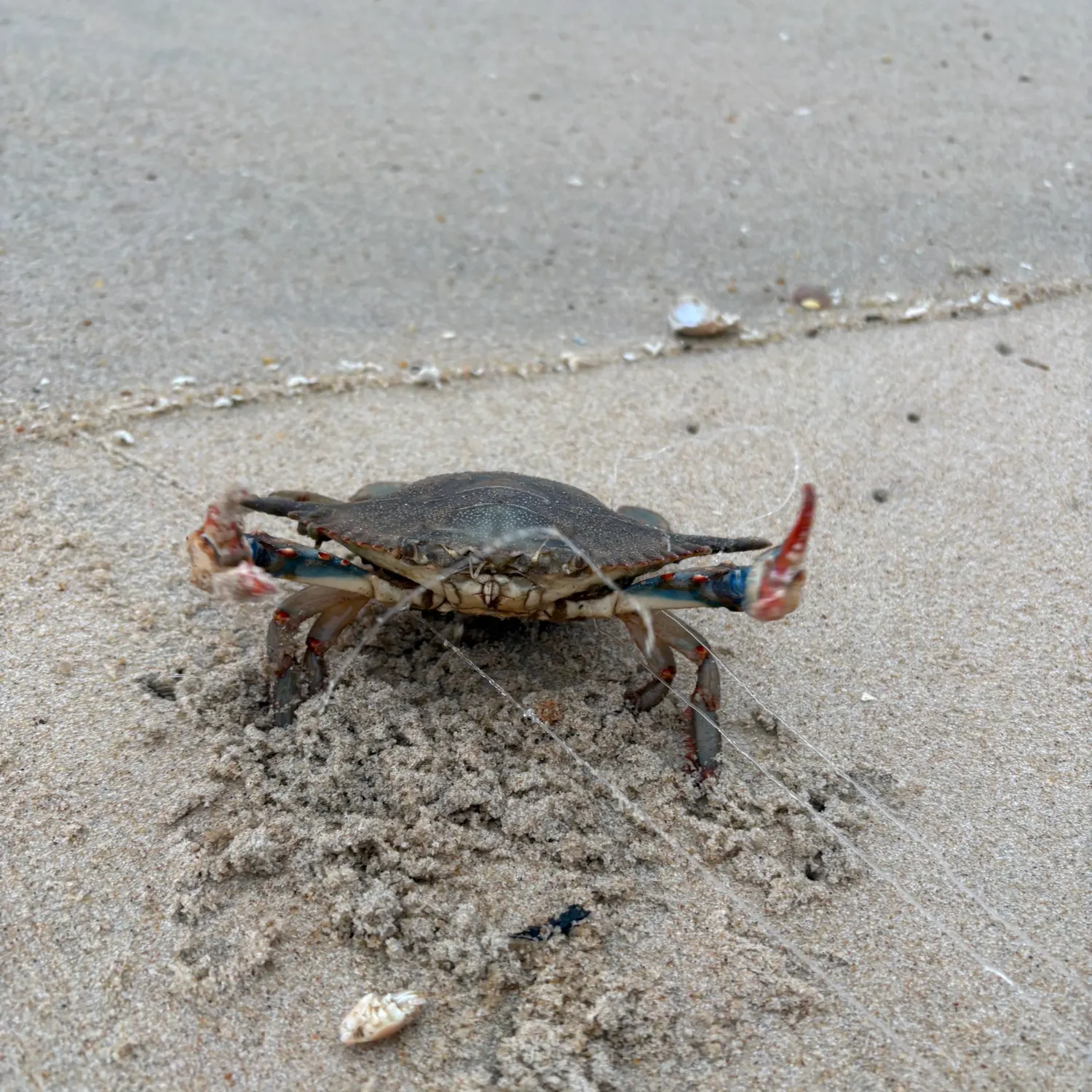 Blue crab caught on Fishbrain