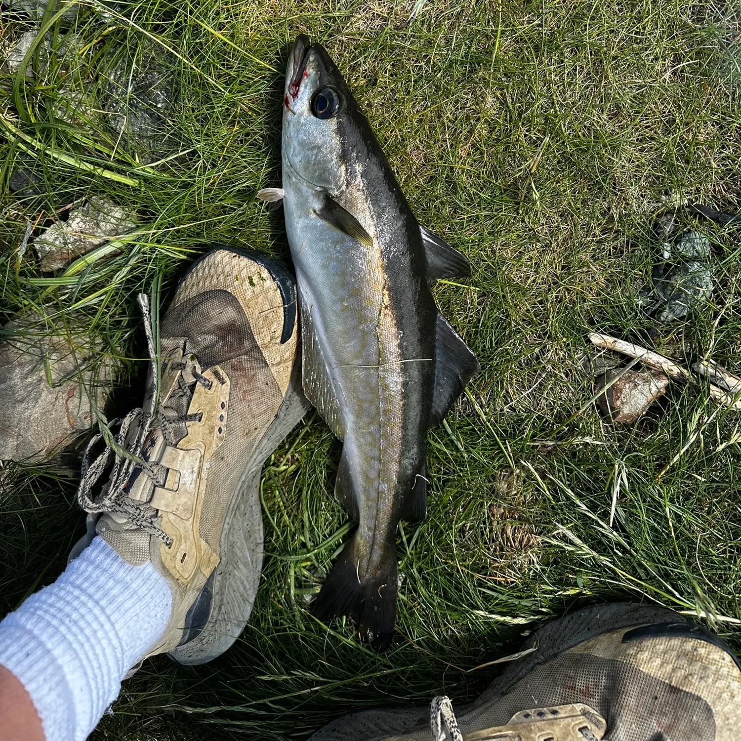 most liked catch image