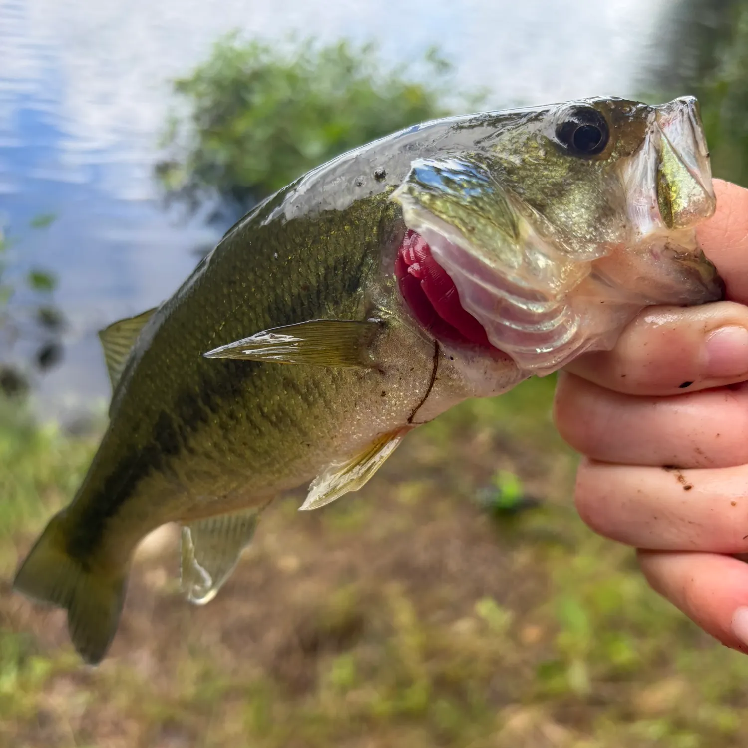Largemouth bass caught on Fishbrain