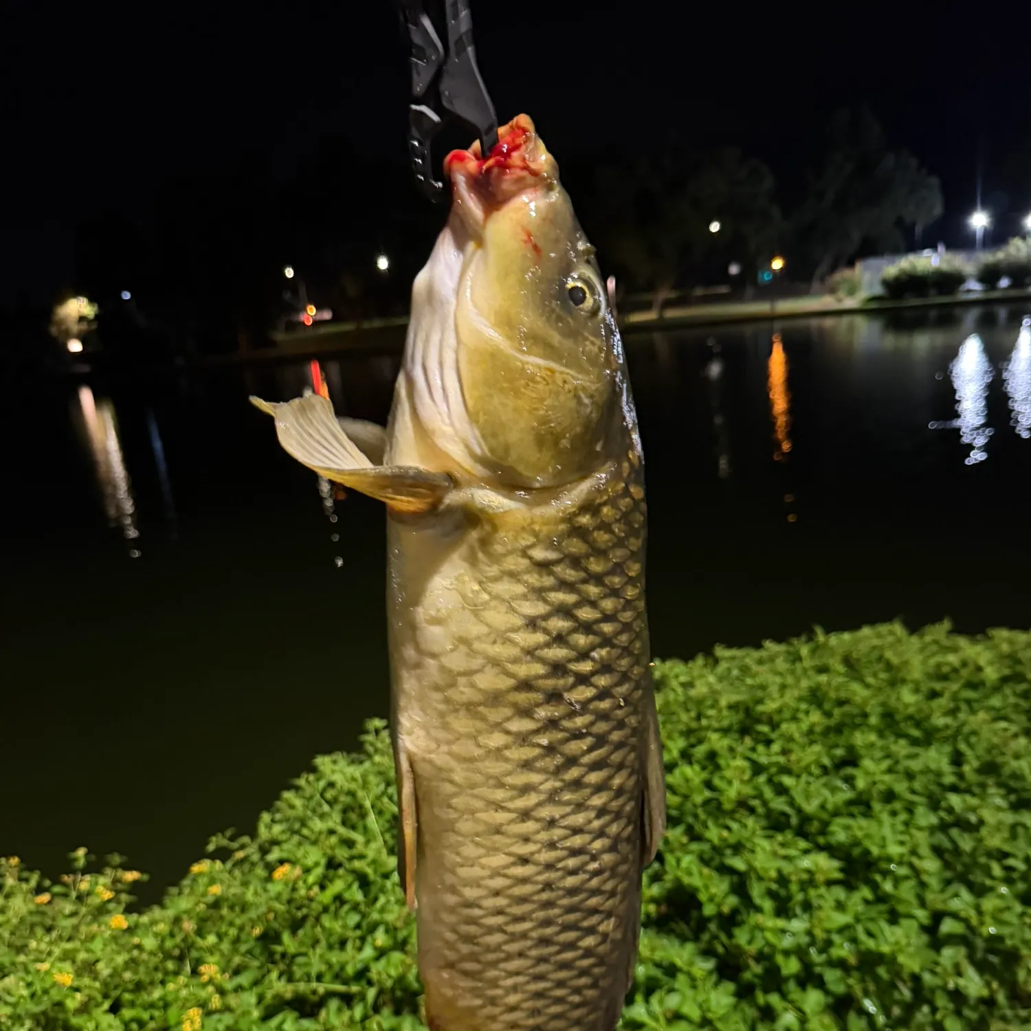 Common carp caught on Fishbrain