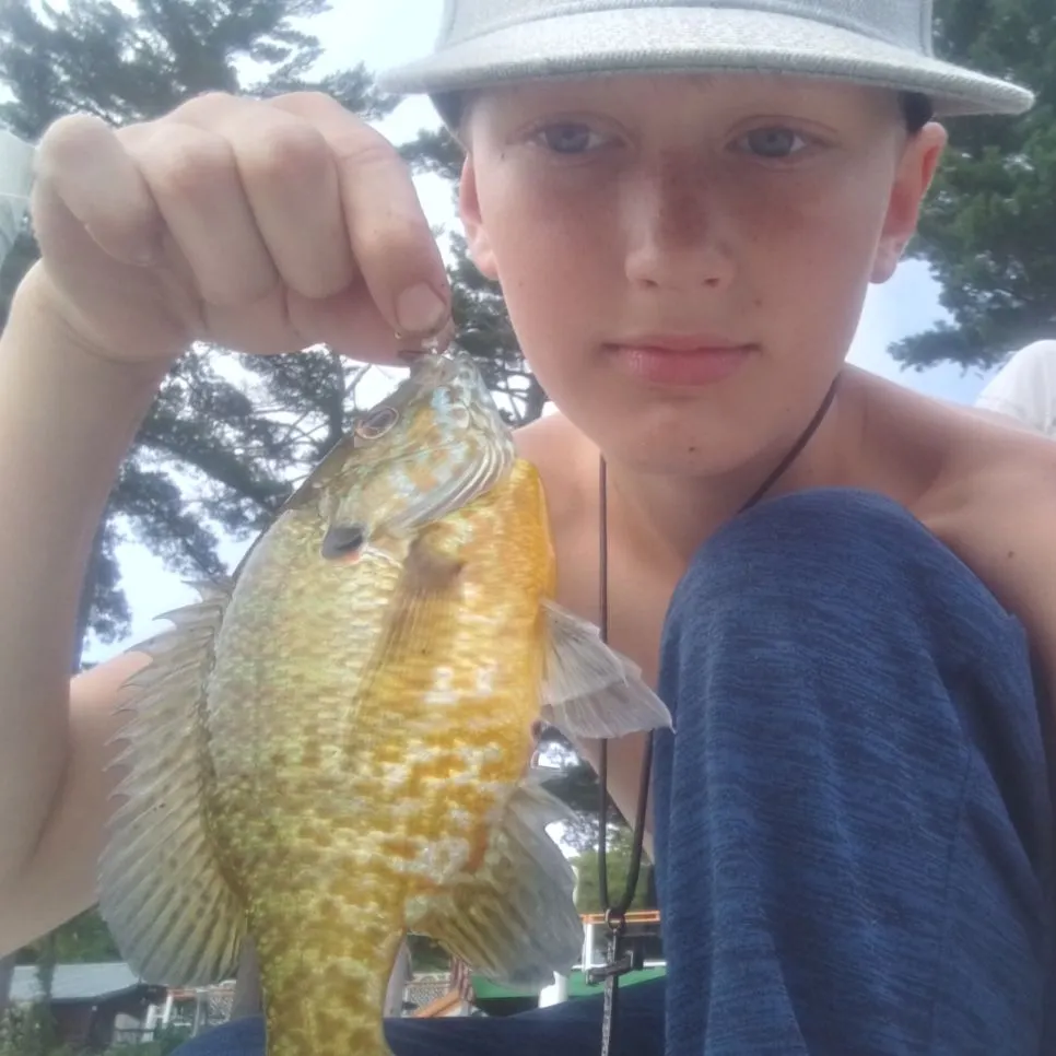 Pumpkinseed caught on Fishbrain