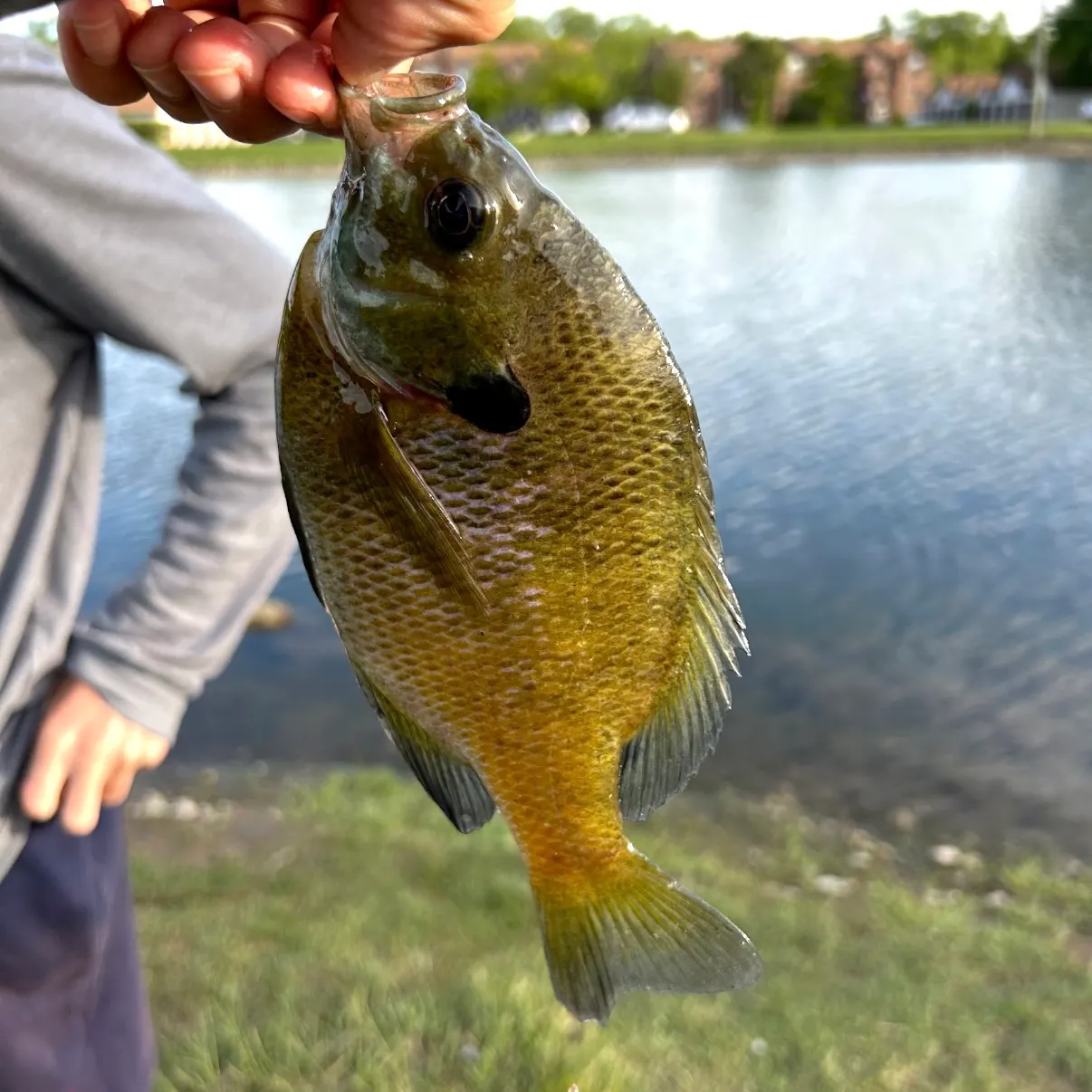 Bluegill caught on Fishbrain