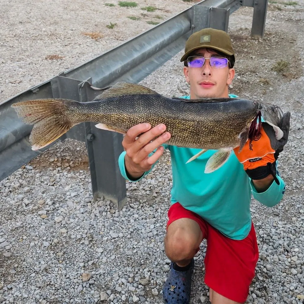 Walleye caught on Fishbrain