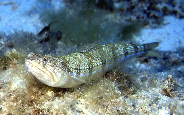 Atlantic lizardfish