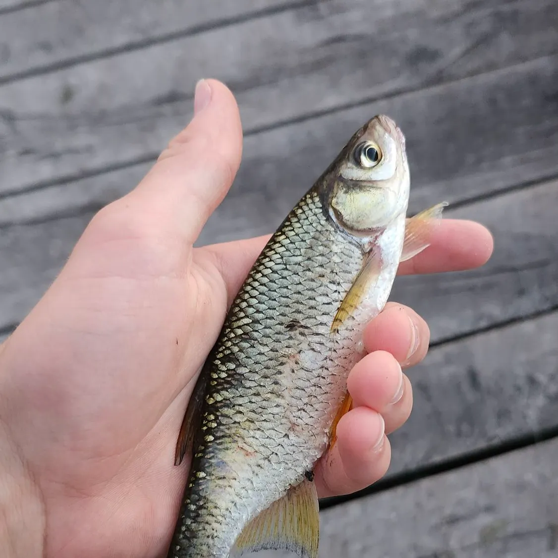 Golden shiner caught on Fishbrain