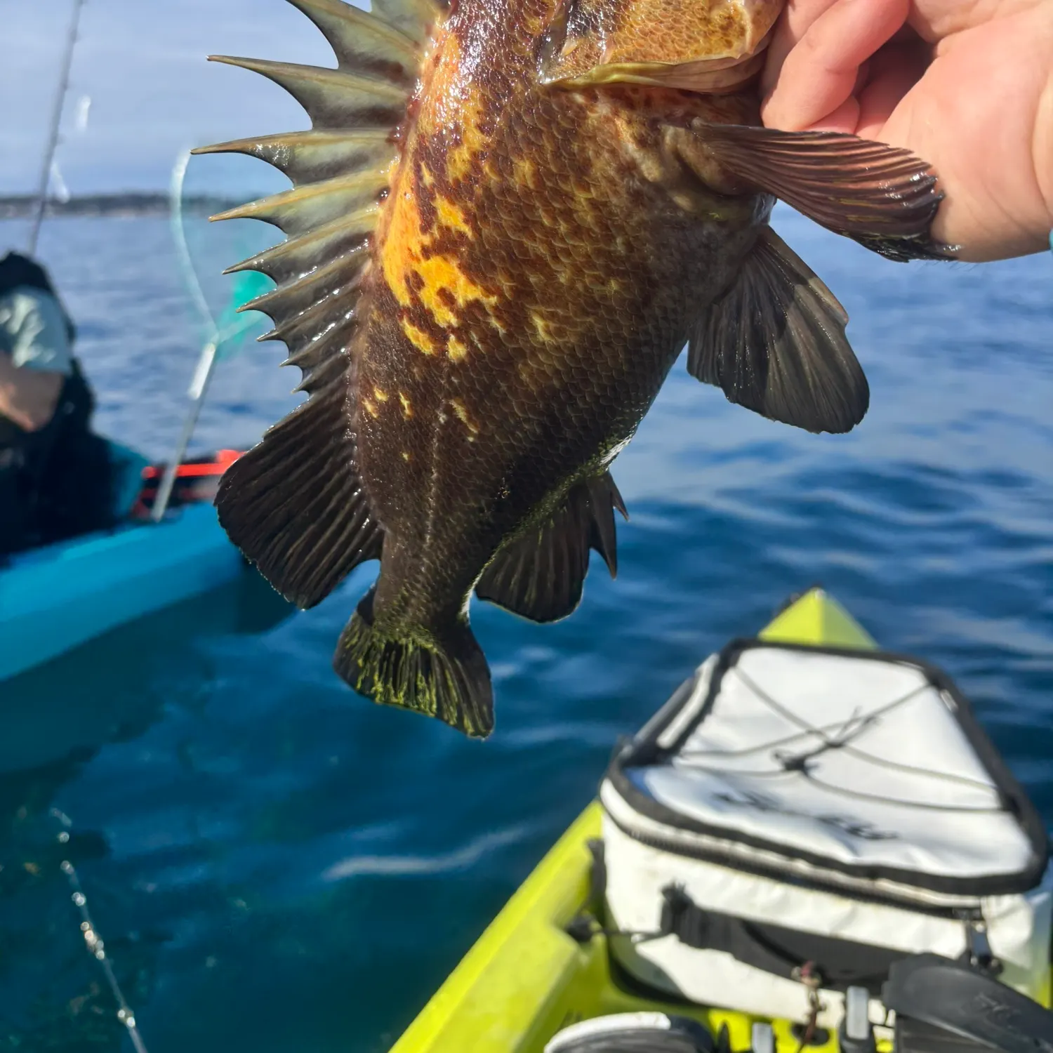 The most recent Quillback rockfish catches on Fishbrain