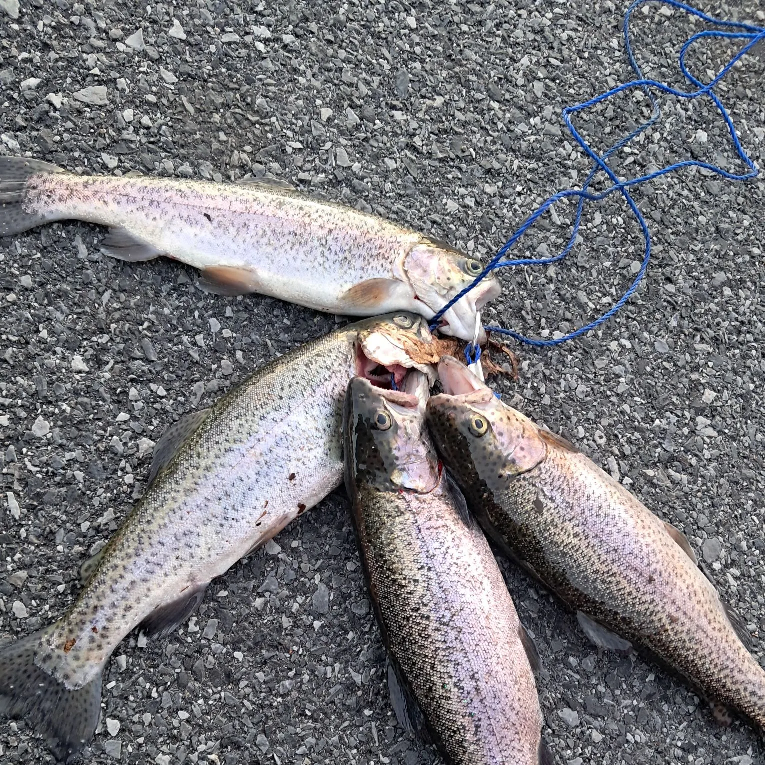 recently logged catches