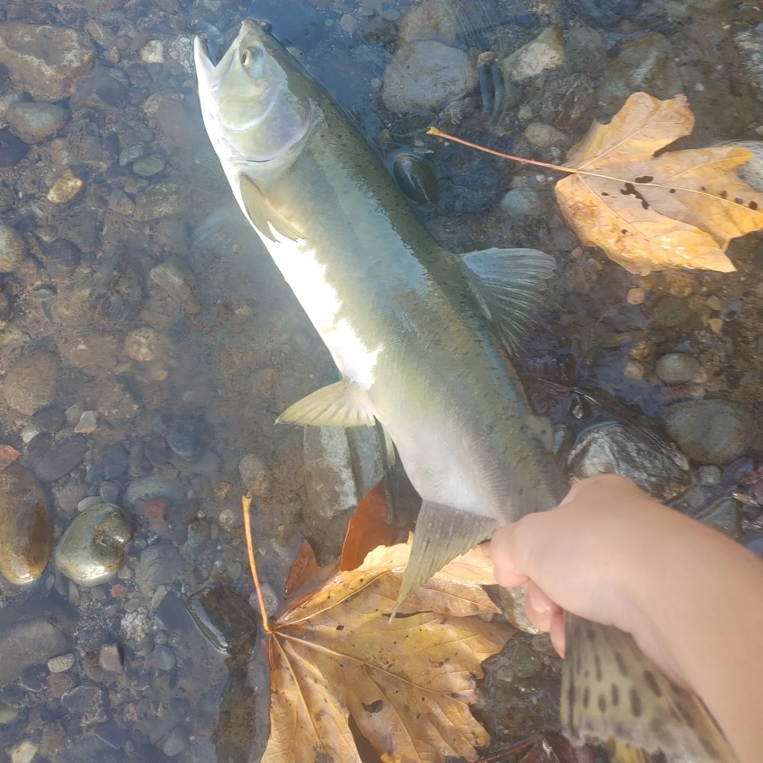 The most recent Pink salmon catches on Fishbrain