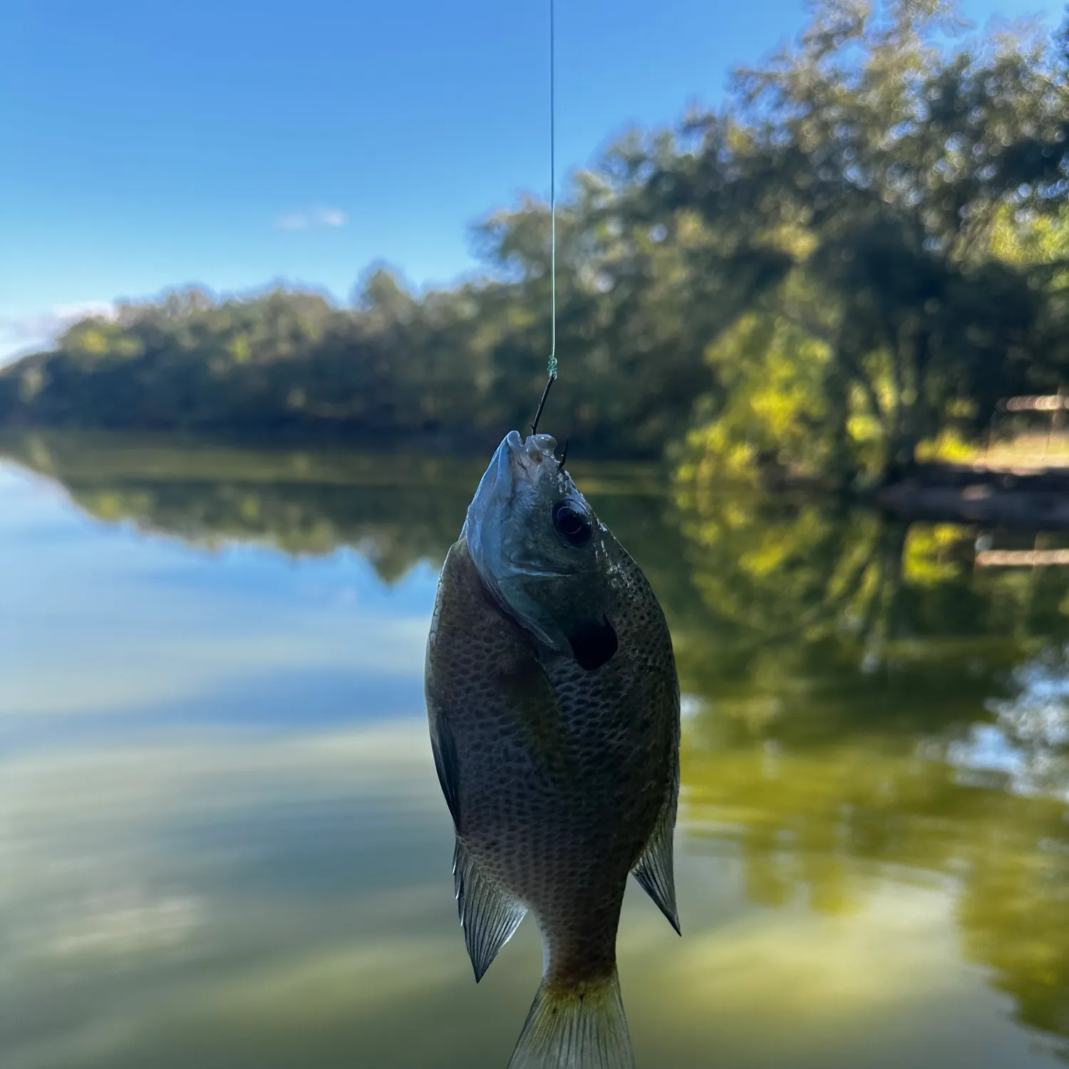 Bluegill caught on Fishbrain