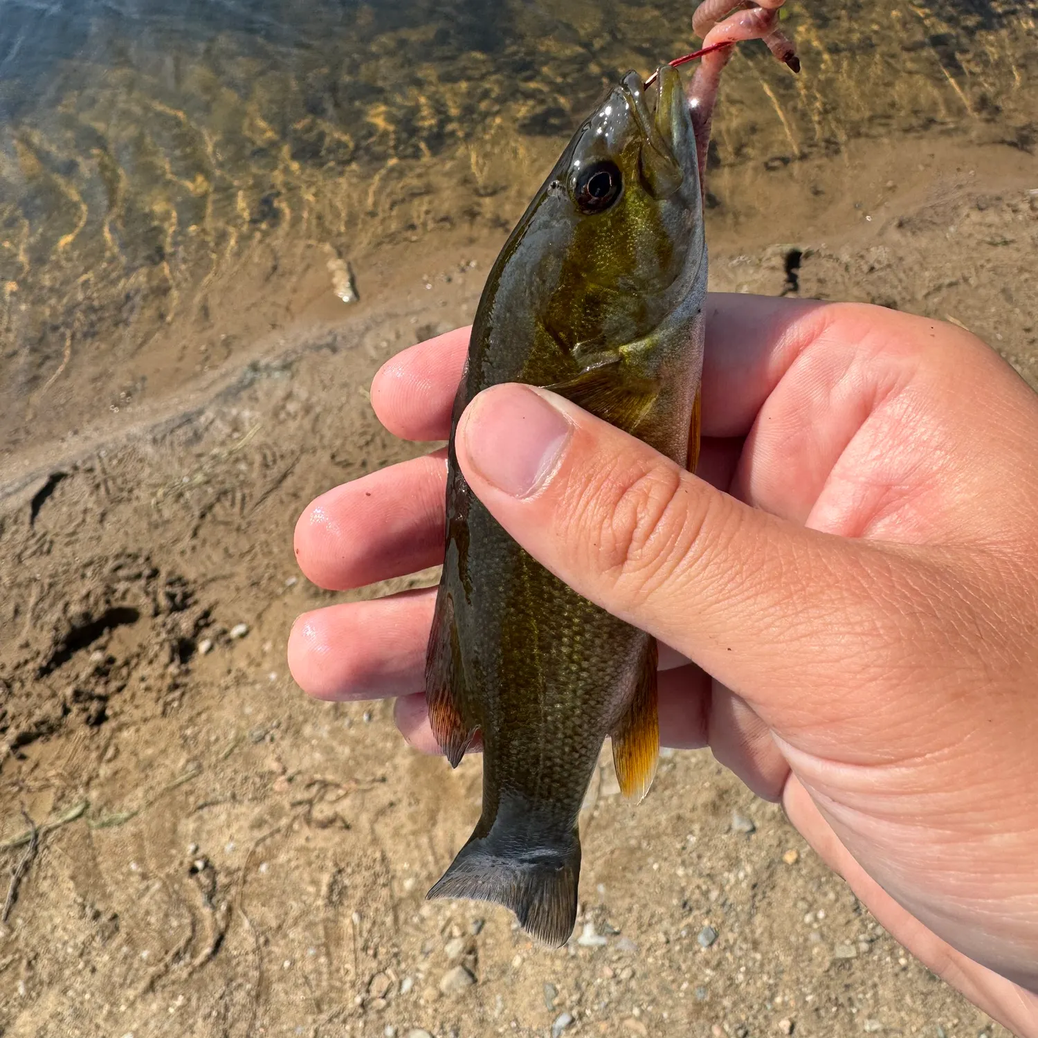 Smallmouth bass caught on Fishbrain