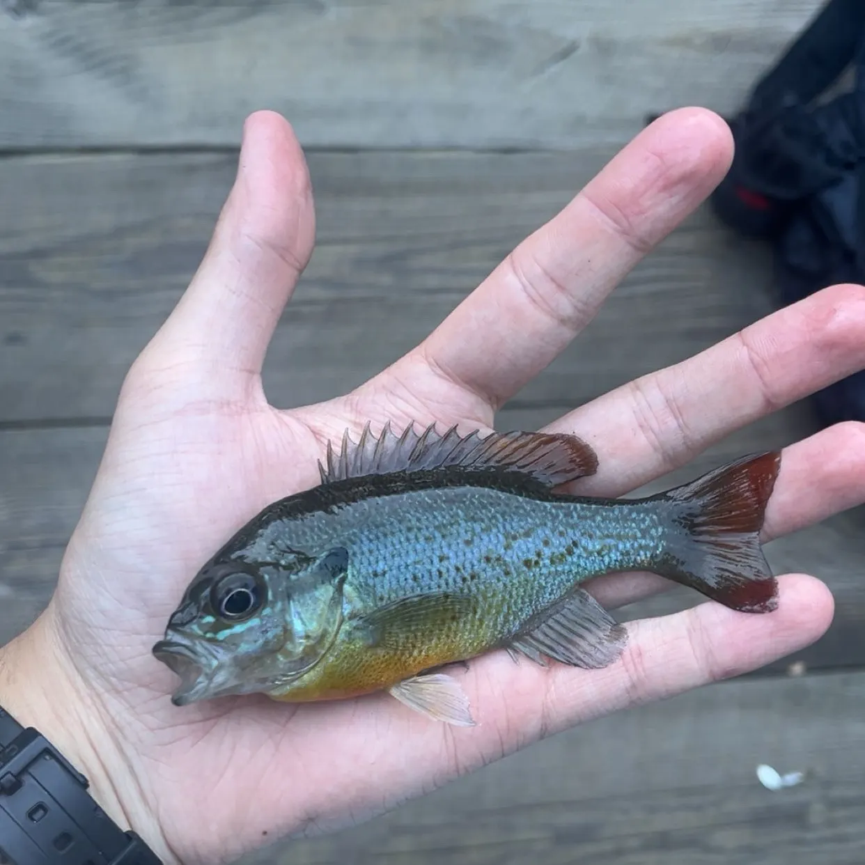Redbreast sunfish caught on Fishbrain