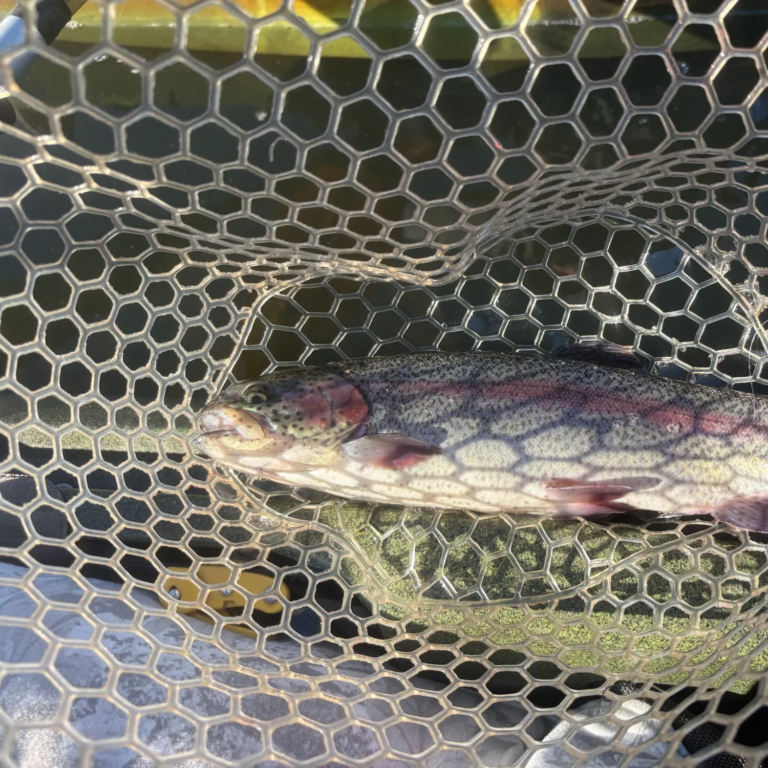 Rainbow trout caught on Fishbrain