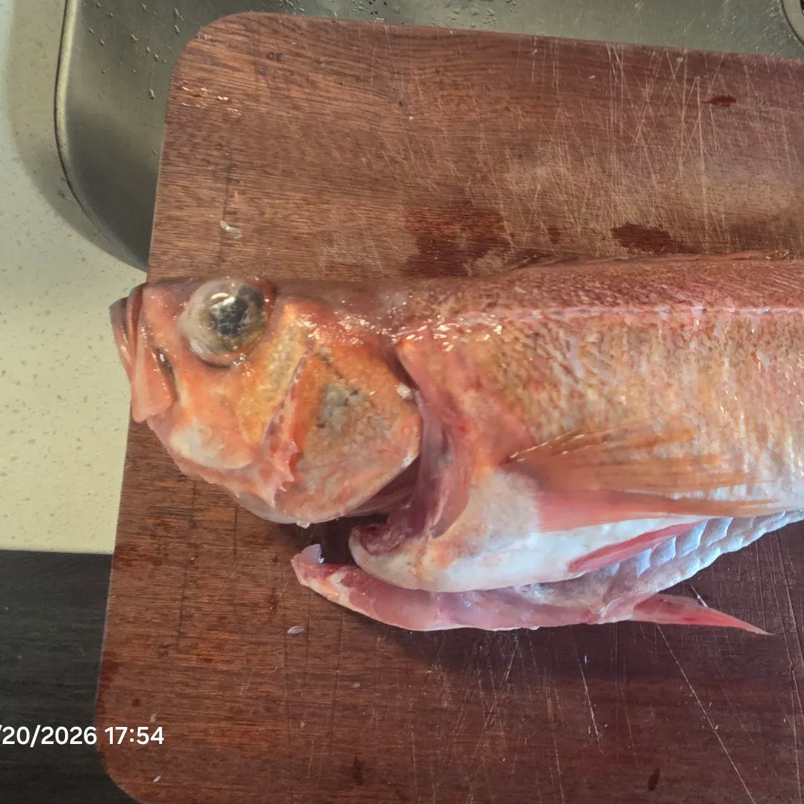 recently logged catches