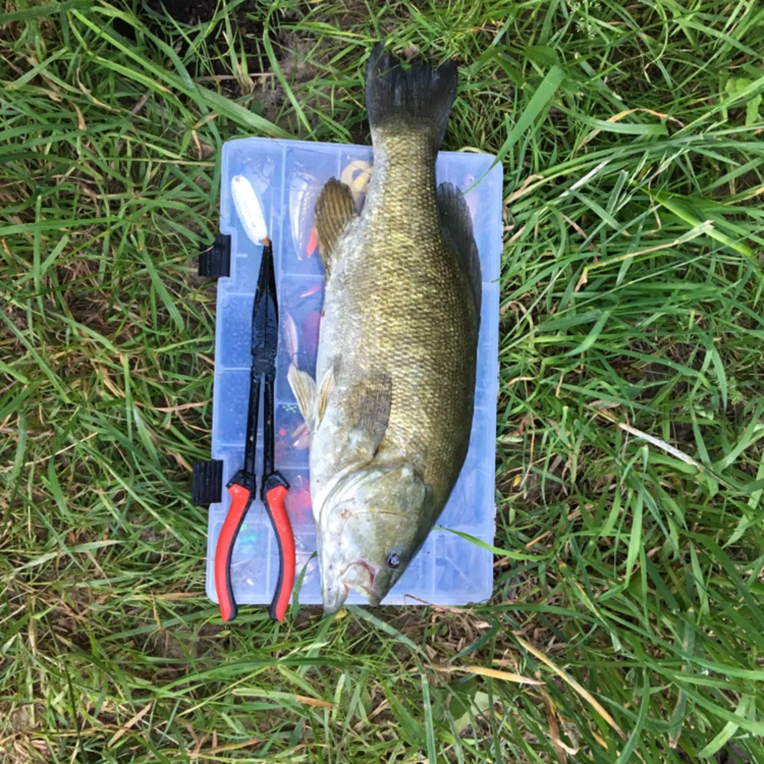 angler catch