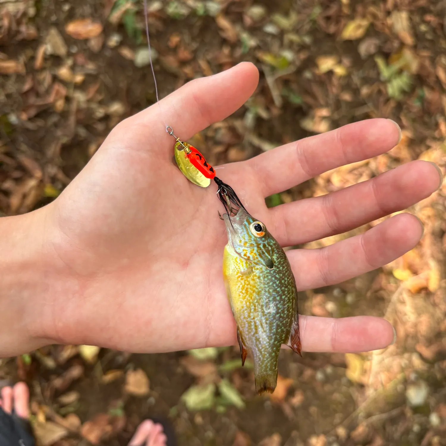 Longear sunfish caught on Fishbrain