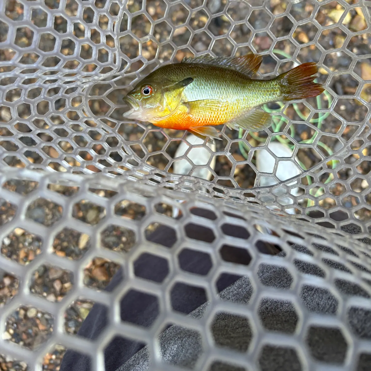Redbreast sunfish caught on Fishbrain