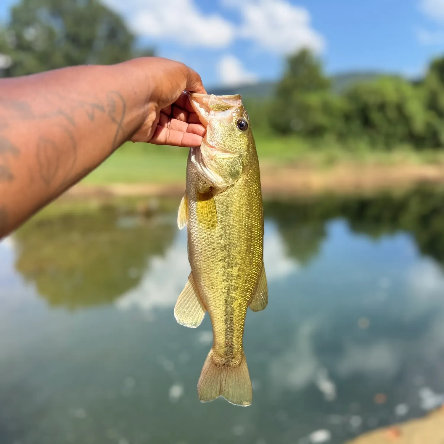 Largemouth bass caught on Fishbrain