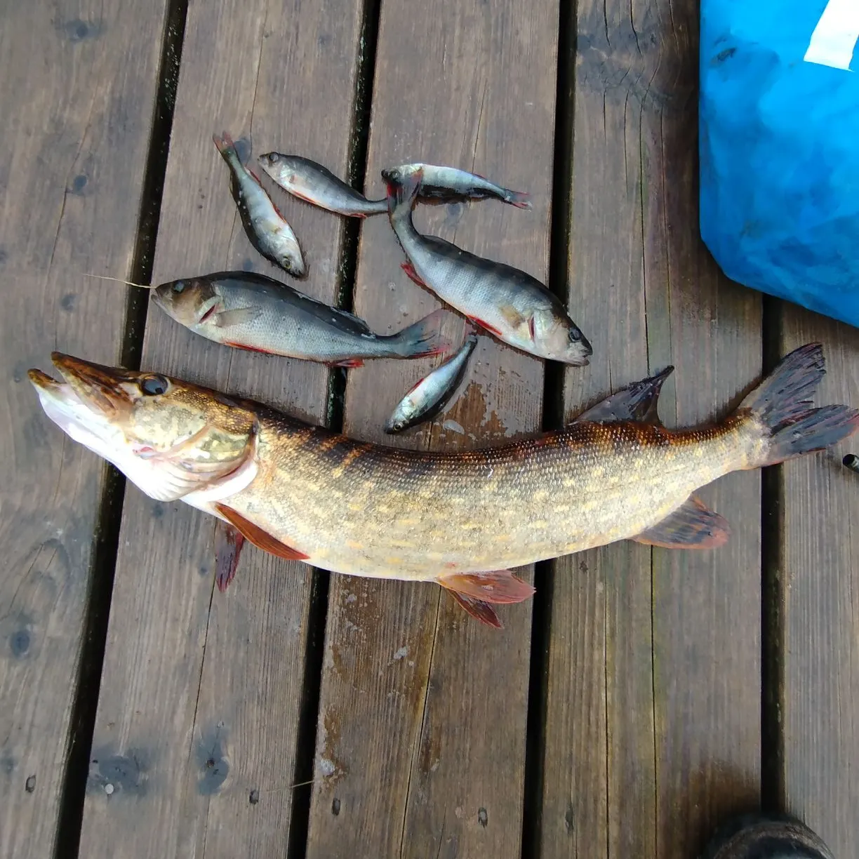 recently logged catches