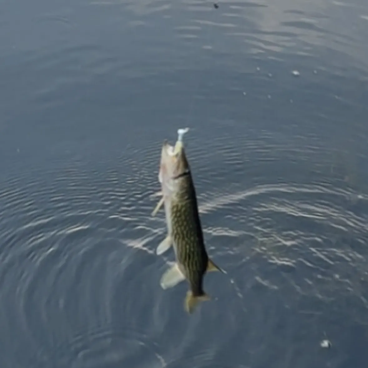 most liked catch image
