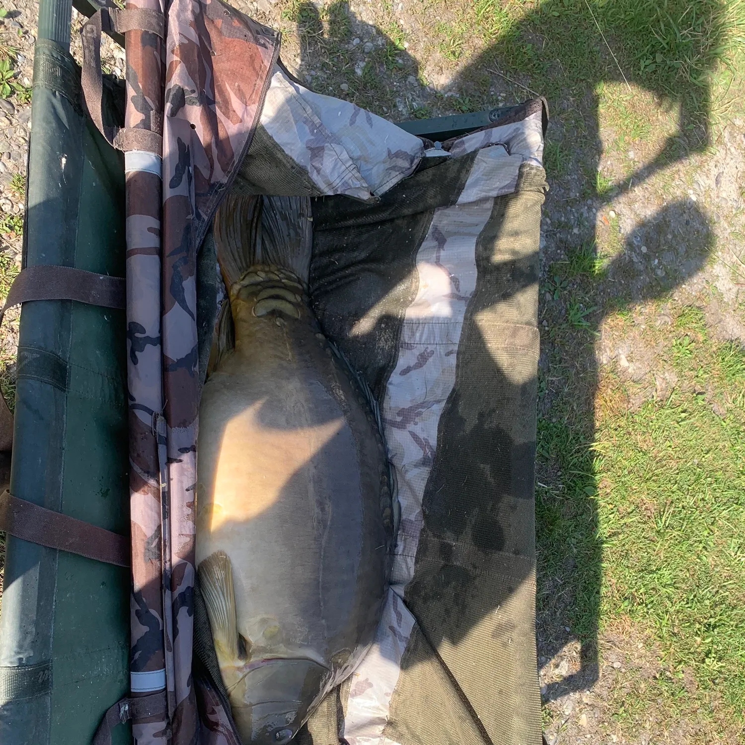 Leather carp caught on Fishbrain
