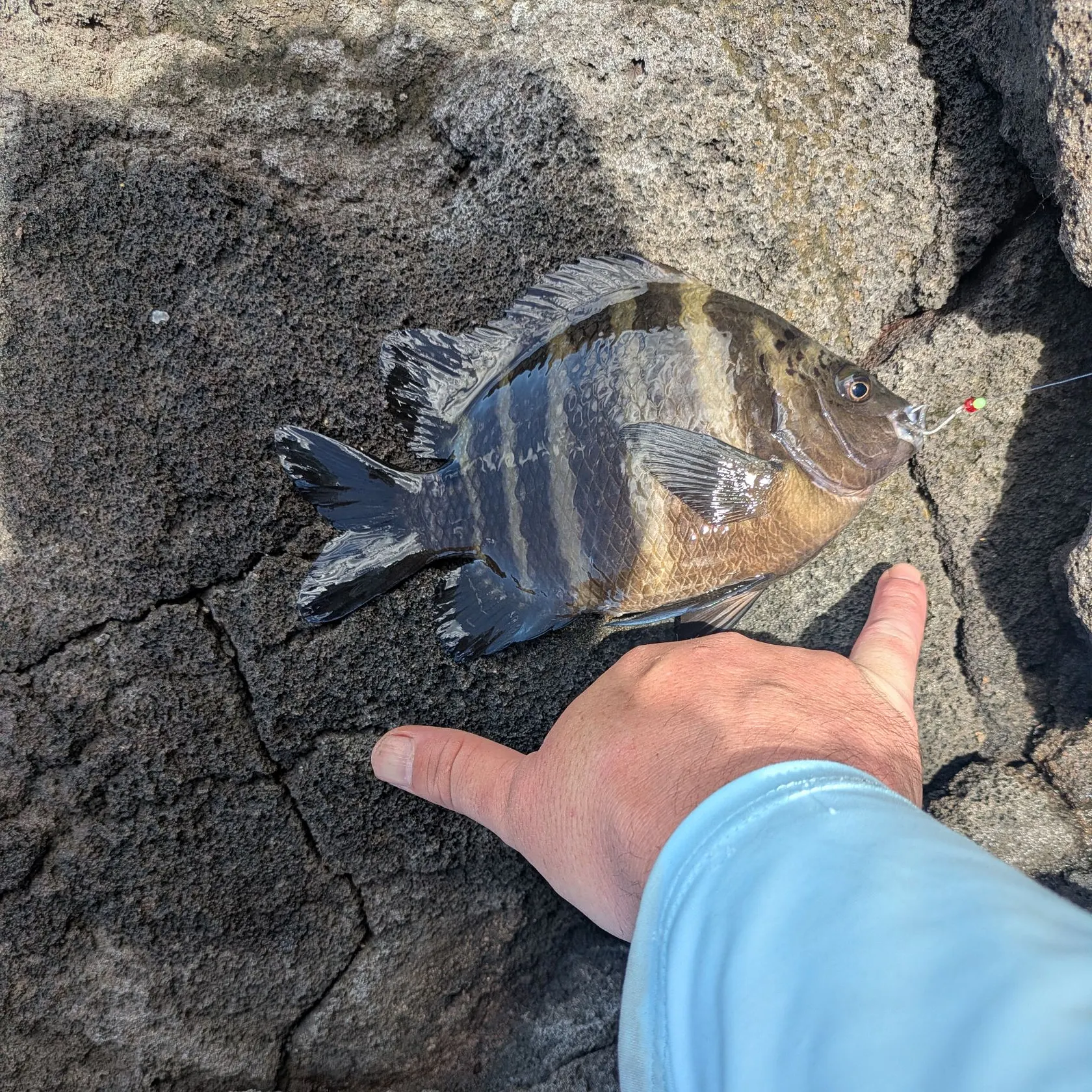 The most recent Blackspot sergeant catches on Fishbrain
